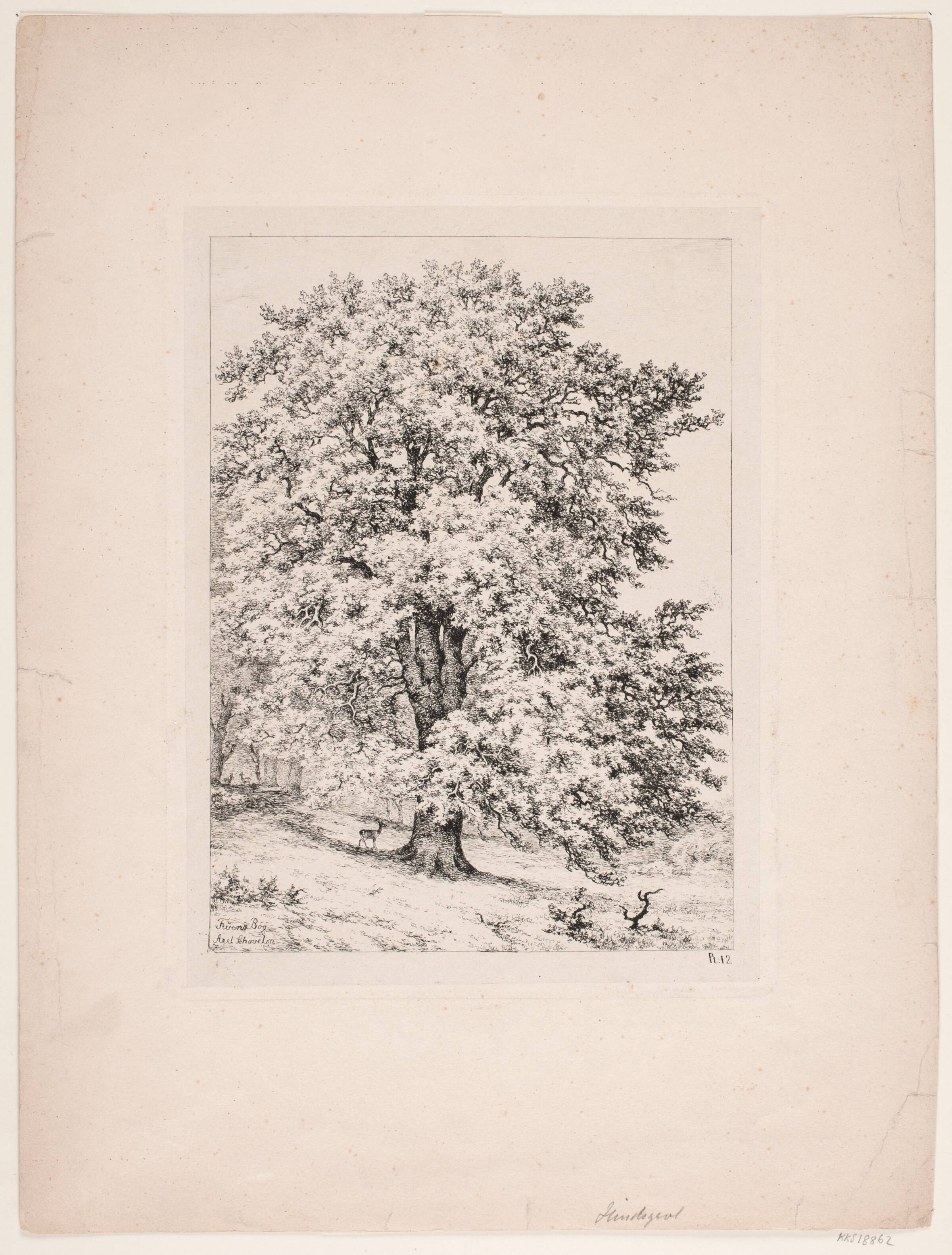 Fruens bøg. Hindsgavl, Axel Schovelin, 1887