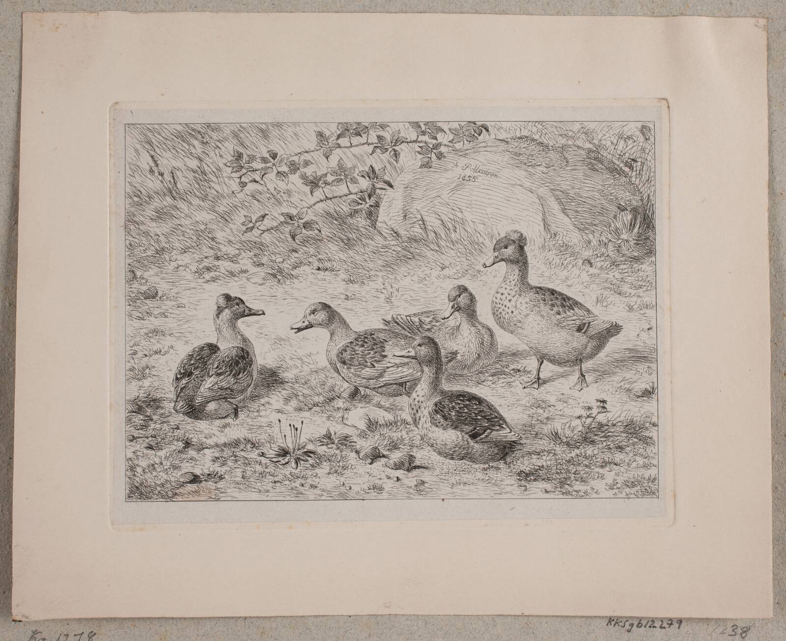 Fem ænder, Madsen, A.P., 1855