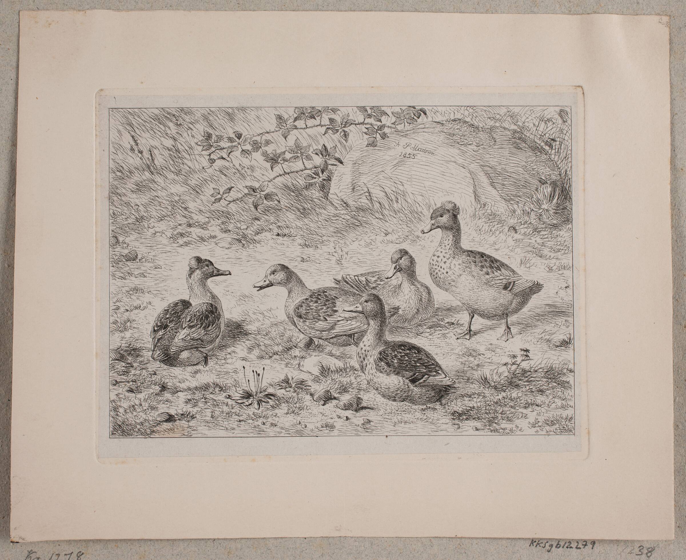 Fem ænder, Madsen, A.P., 1855