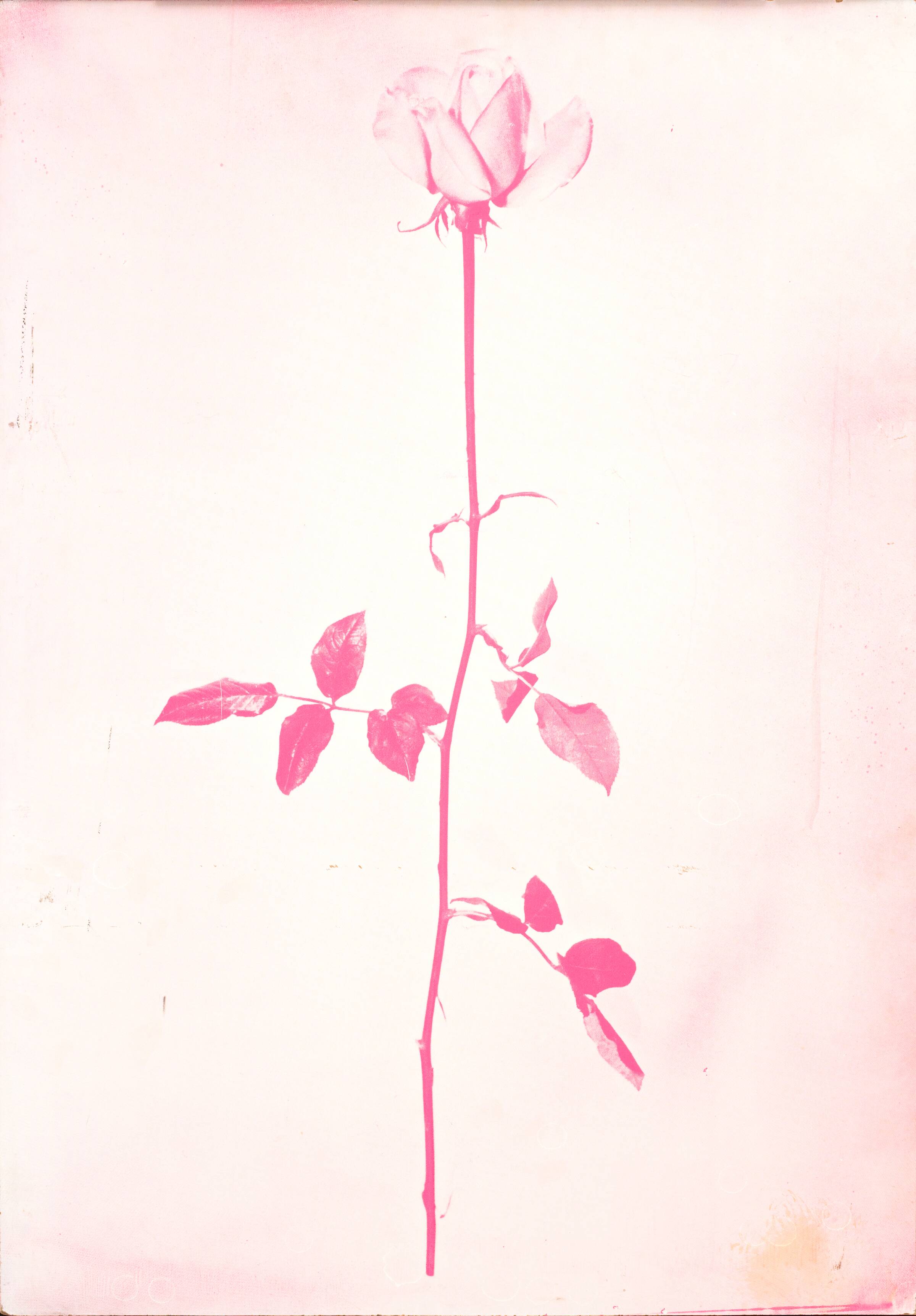 1 original rose, John Davidsen, 1969