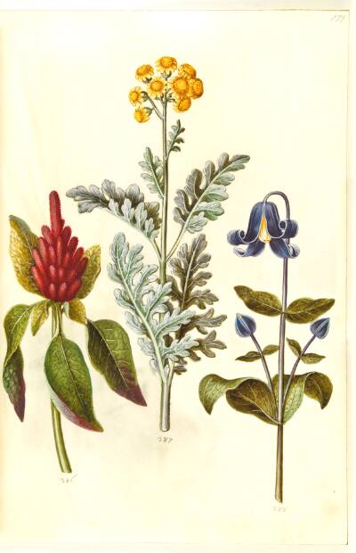 Amaranthus cruentus (rød amarant); Jacobaea maritima (gråblad); Clematis integrifolia (blå staudeklematis)