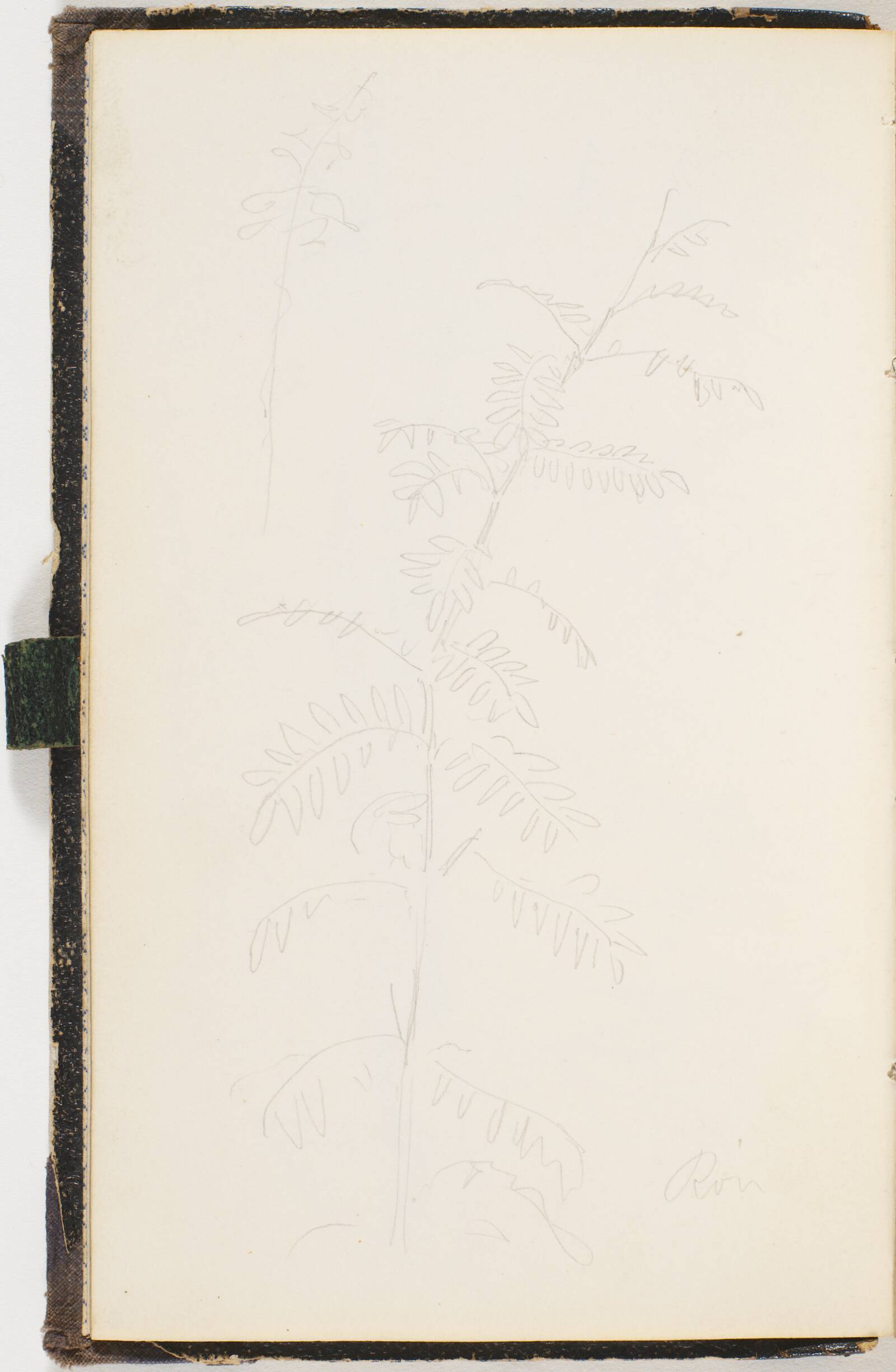 Gren med meget fligede blade, P.C. Skovgaard, 1865