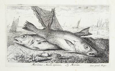 Marlinen (Merlanus, Aselli species)