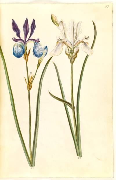 Iris sibirica (sibirisk iris)
