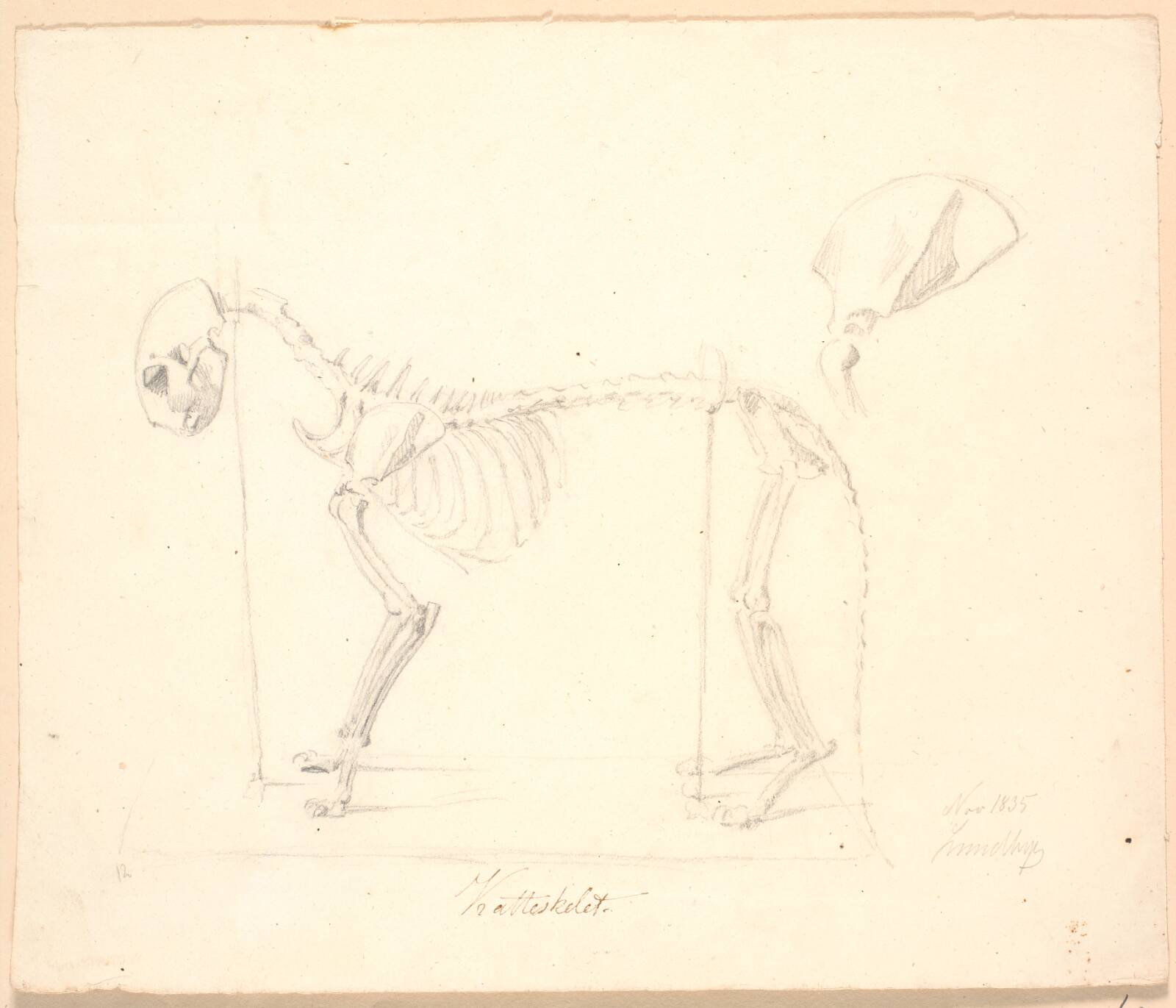 Katteskelet. Foroven et detailstudie, Johan Thomas Lundbye, 1835