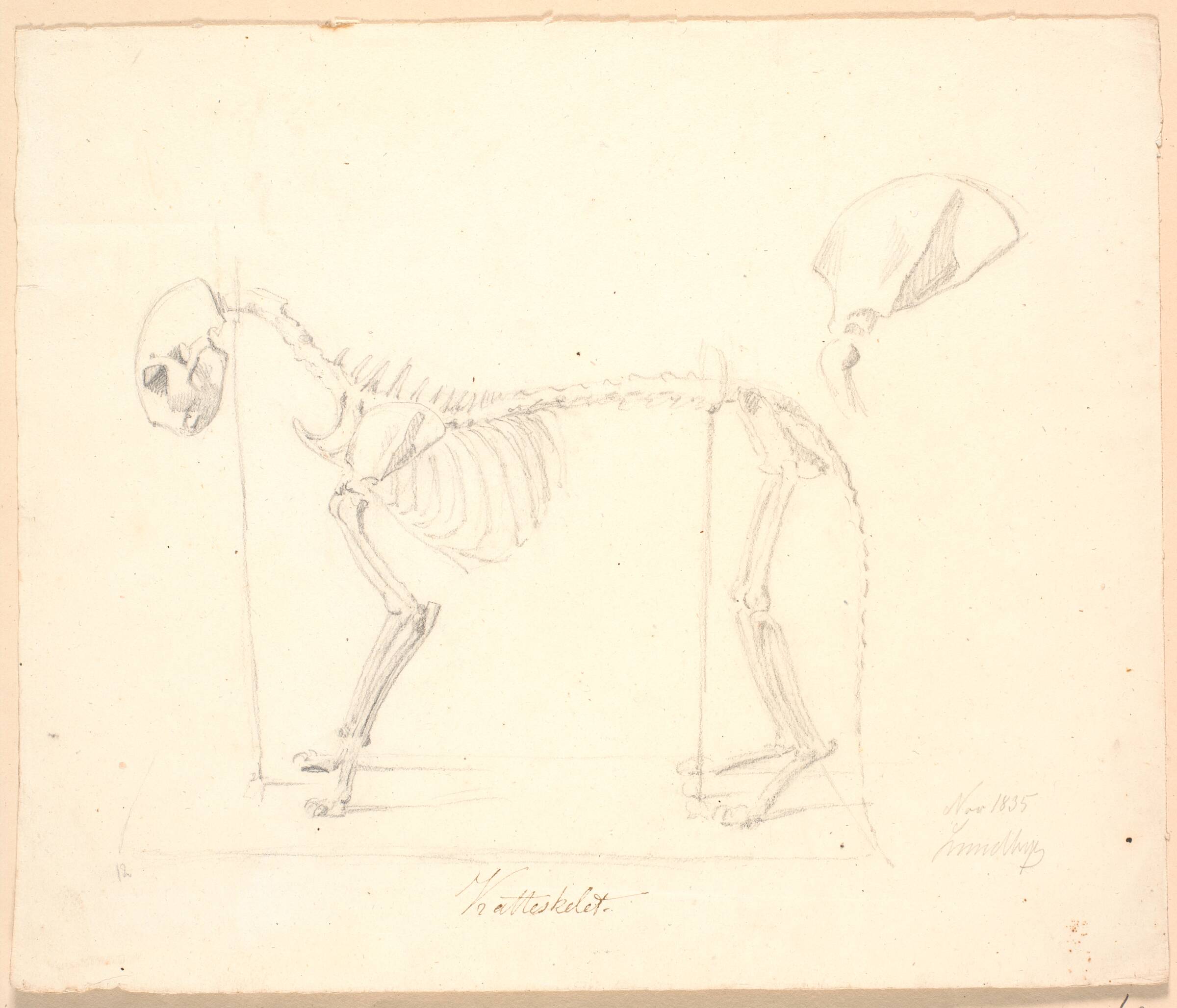 Katteskelet. Foroven et detailstudie, Johan Thomas Lundbye, 1835