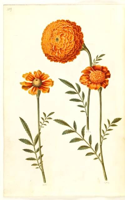 Tagetes patula (udspærret fløjlsblomst)