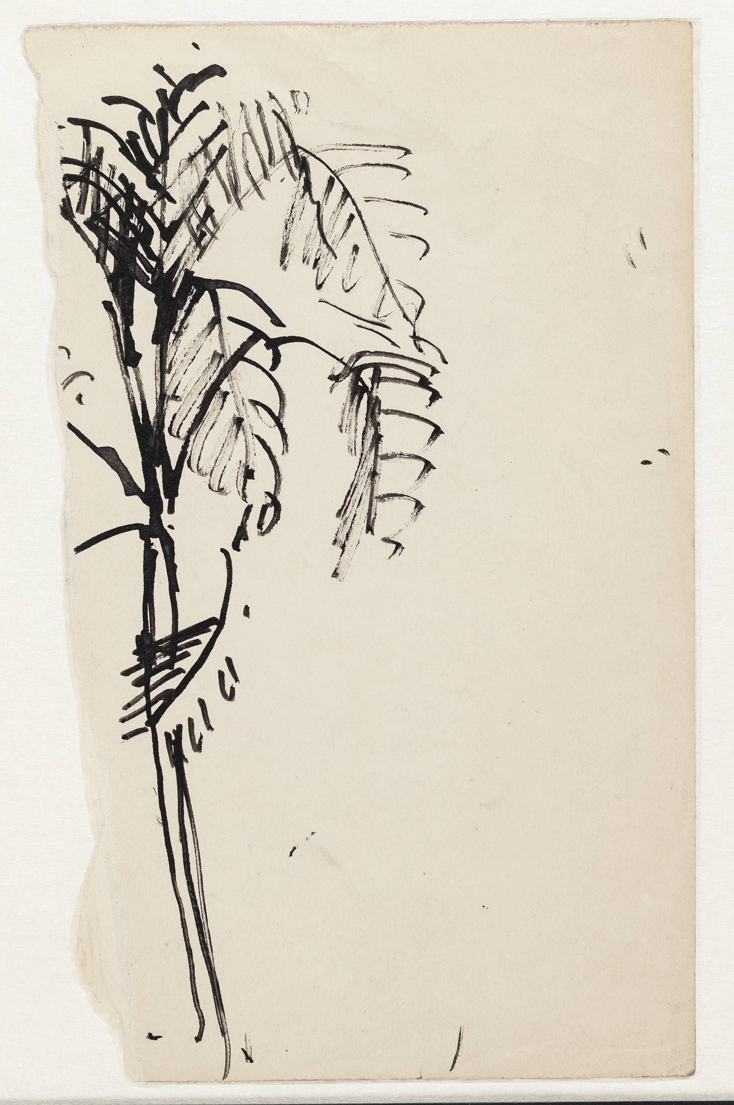 Fragment af en tegning af en palme, Astrid Holm, 1876-1937