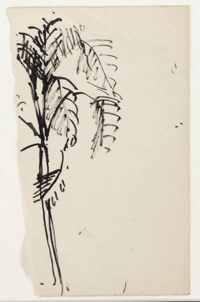Fragment af en tegning af en palme