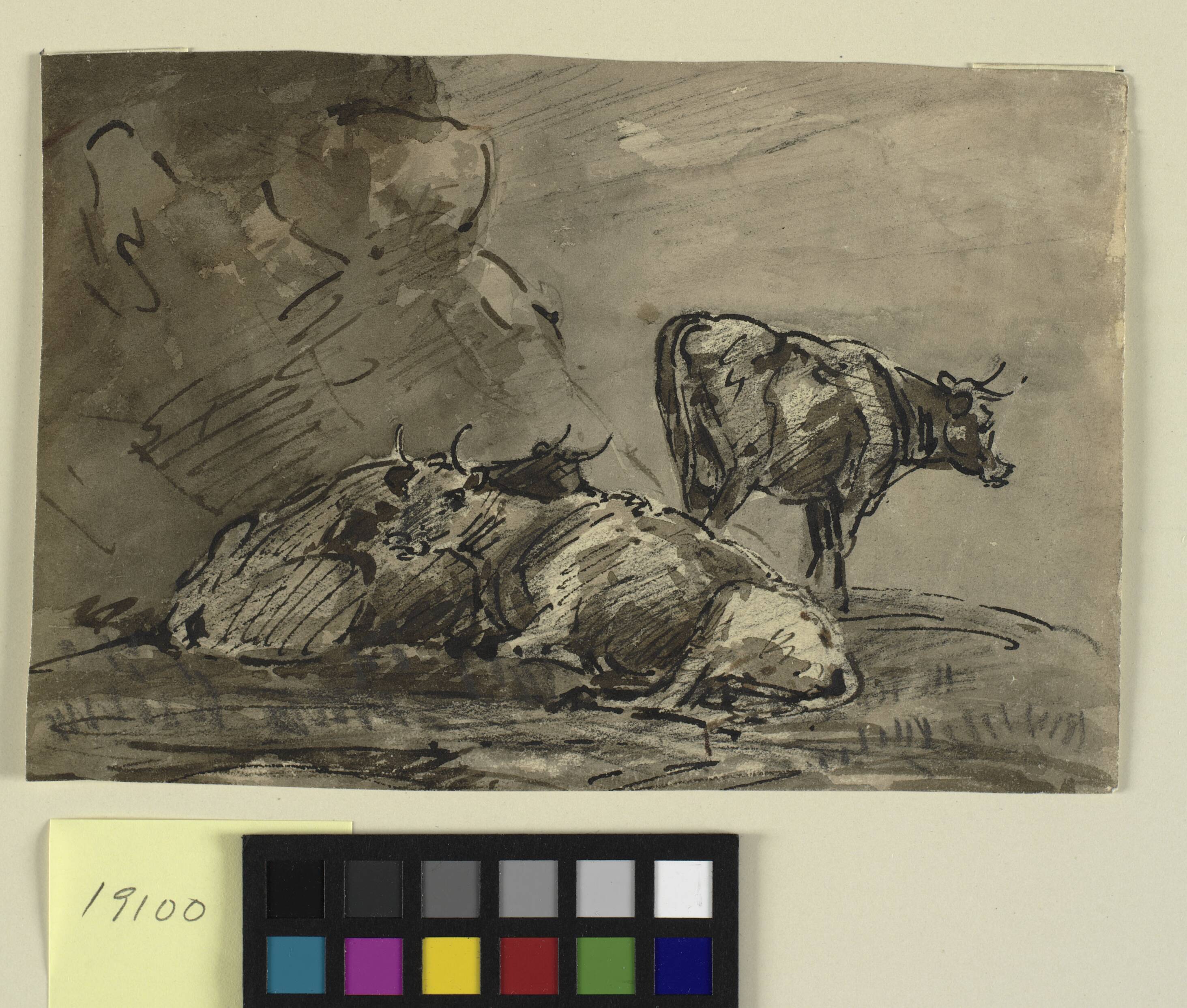 Three cows at a cliff