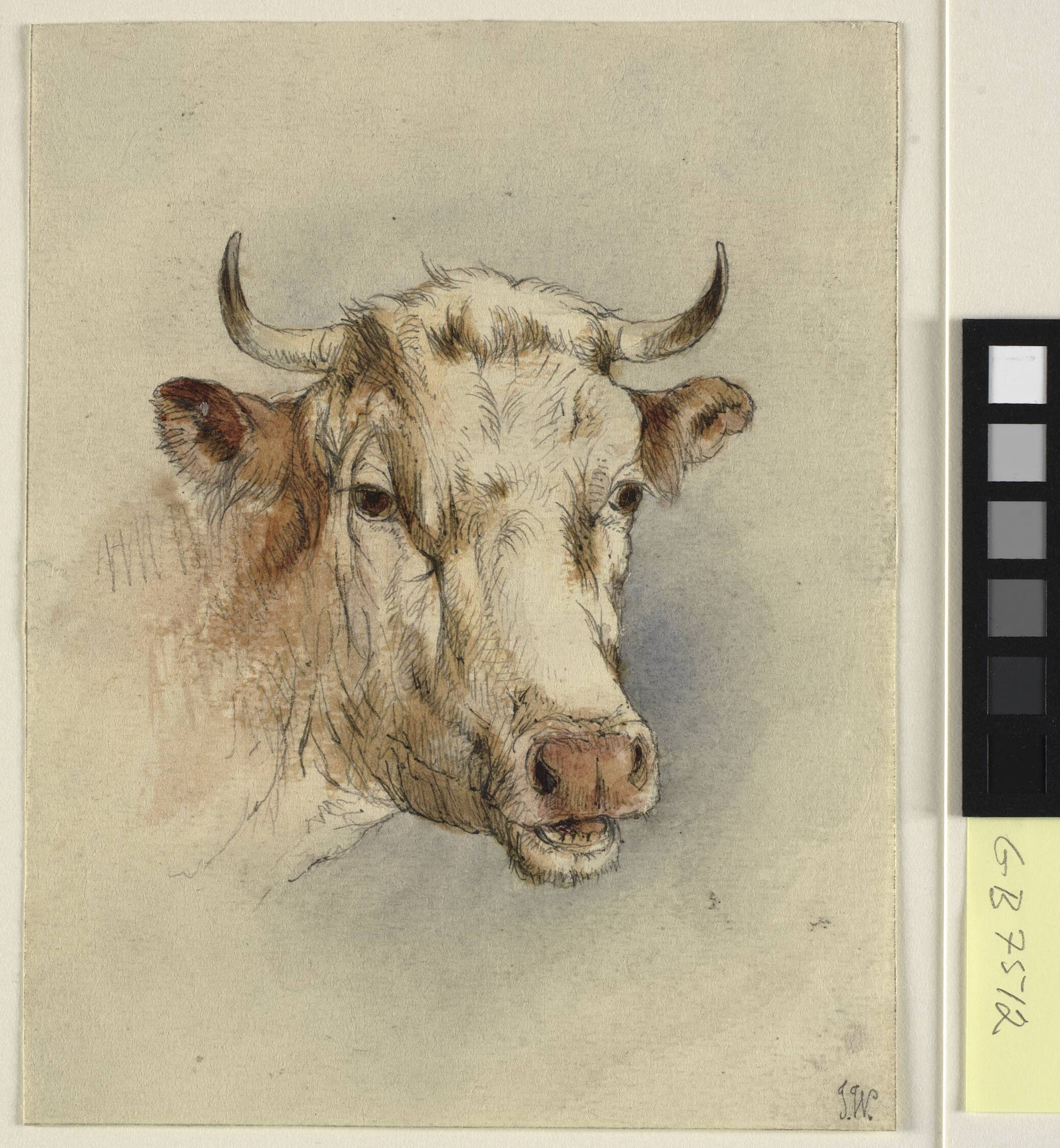 Head of a bull