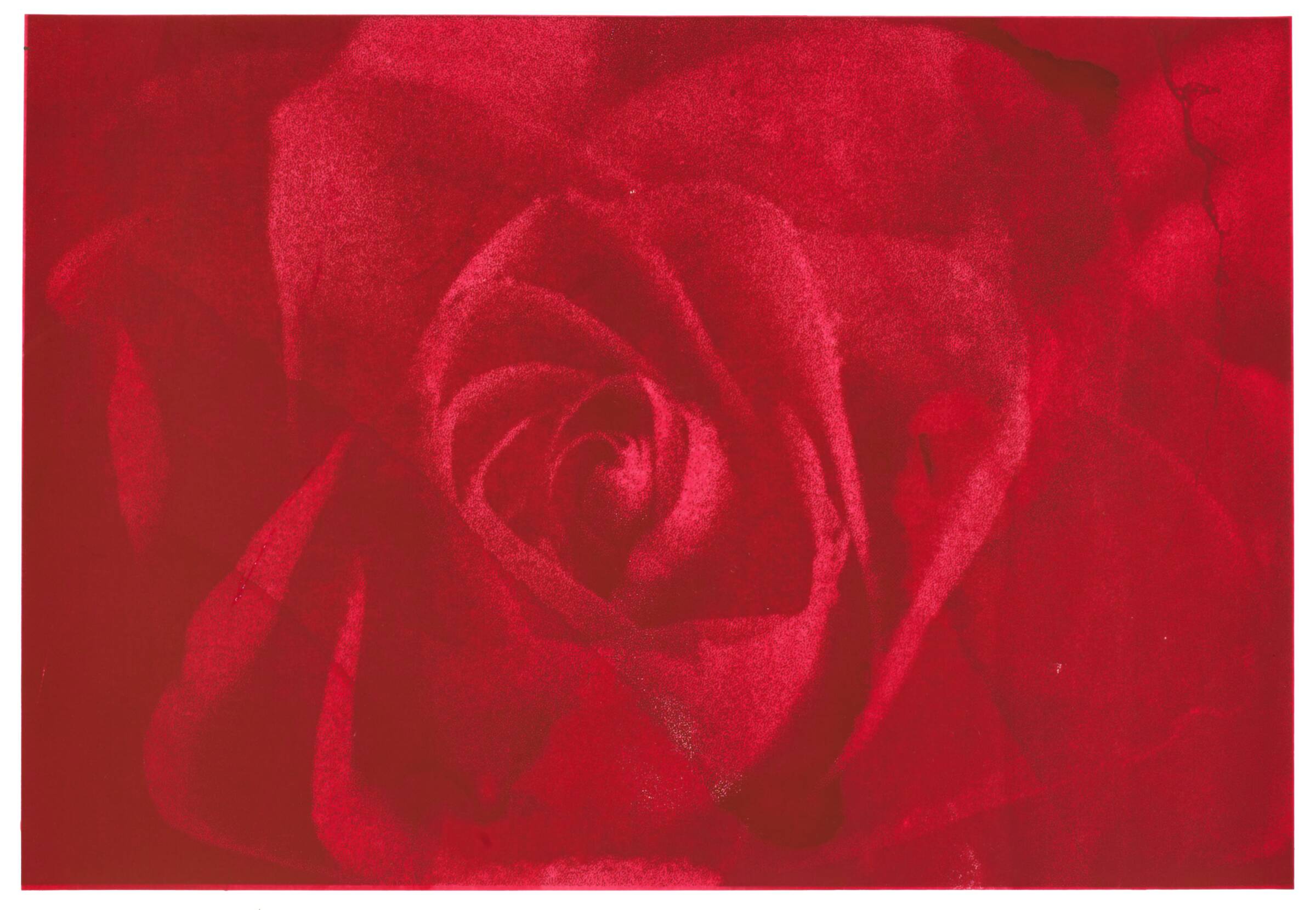 Rose of Forgetfulness, Marianne T. Grønnow, 1993