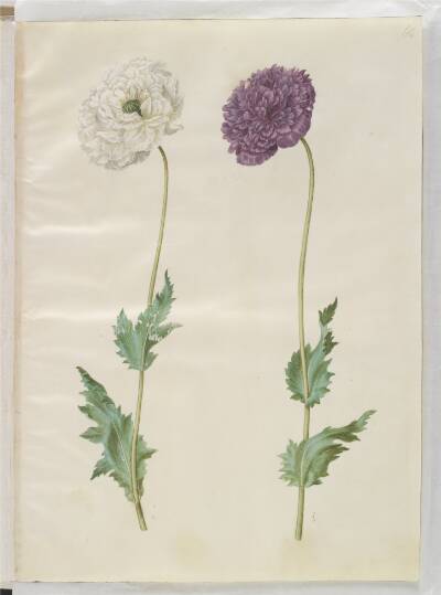 Papaver somniferum (opium-valmue)