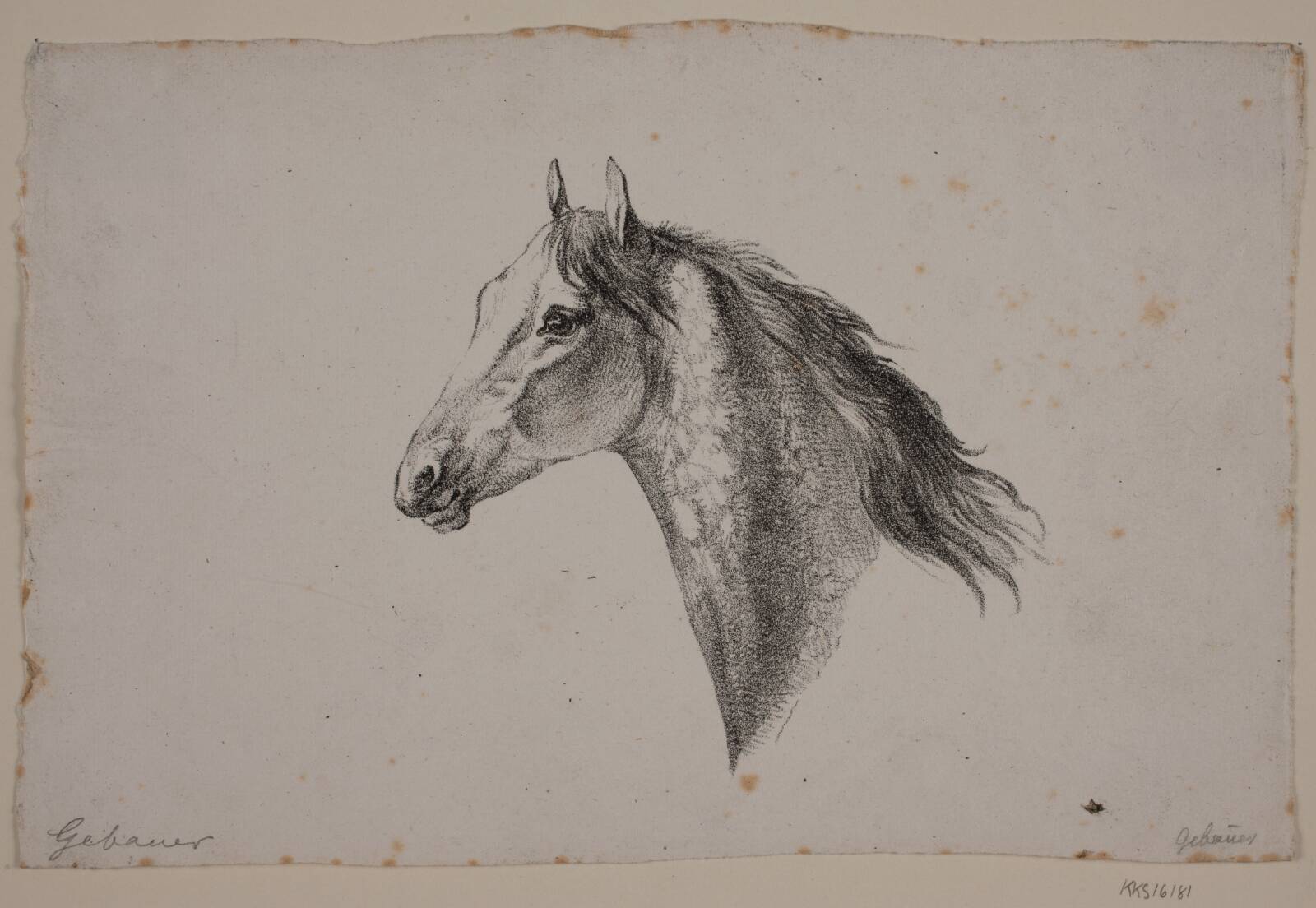 Et hestehoved, Christian David Gebauer, 1777-1831
