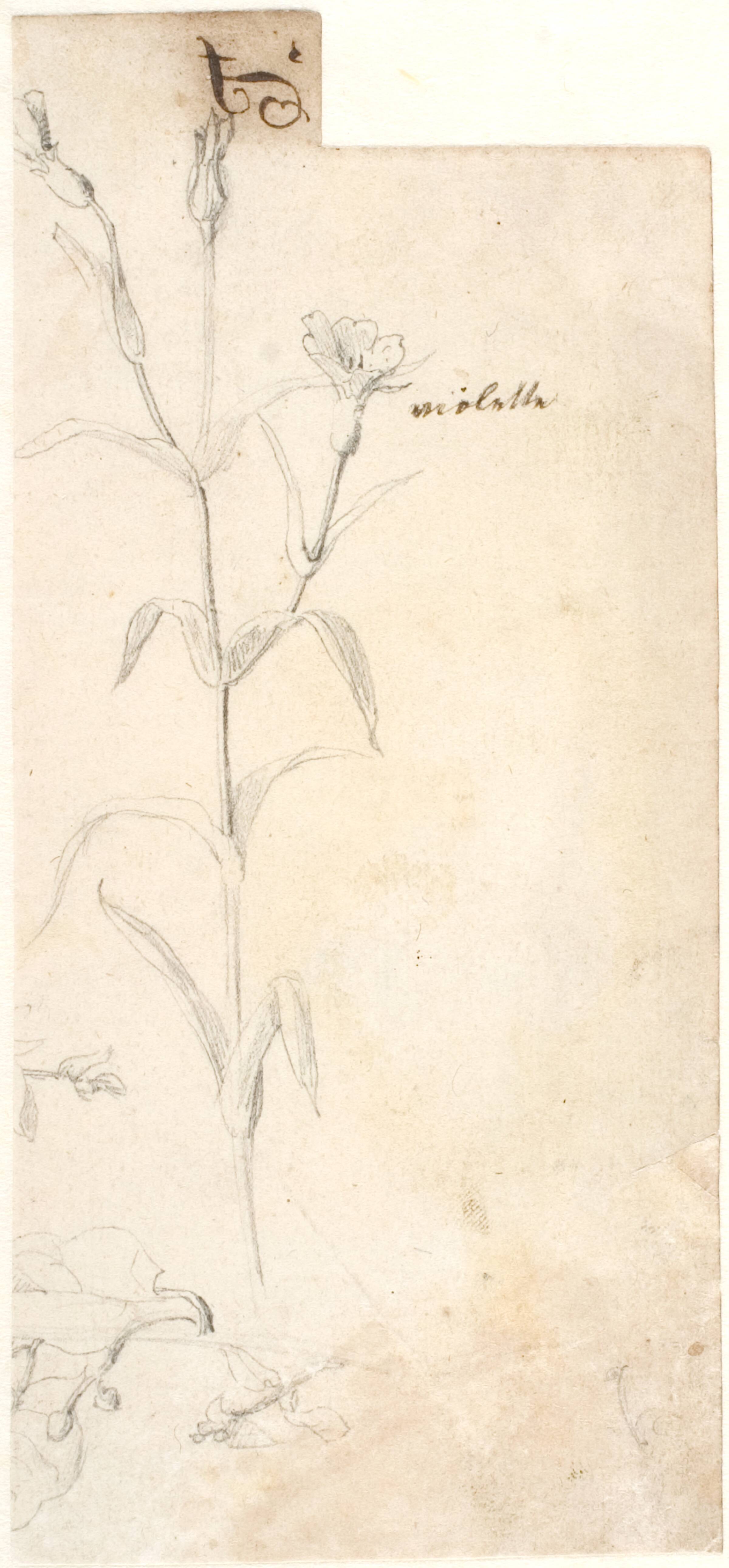 Plantestudie, Dankvart Dreyer, 1830-1839