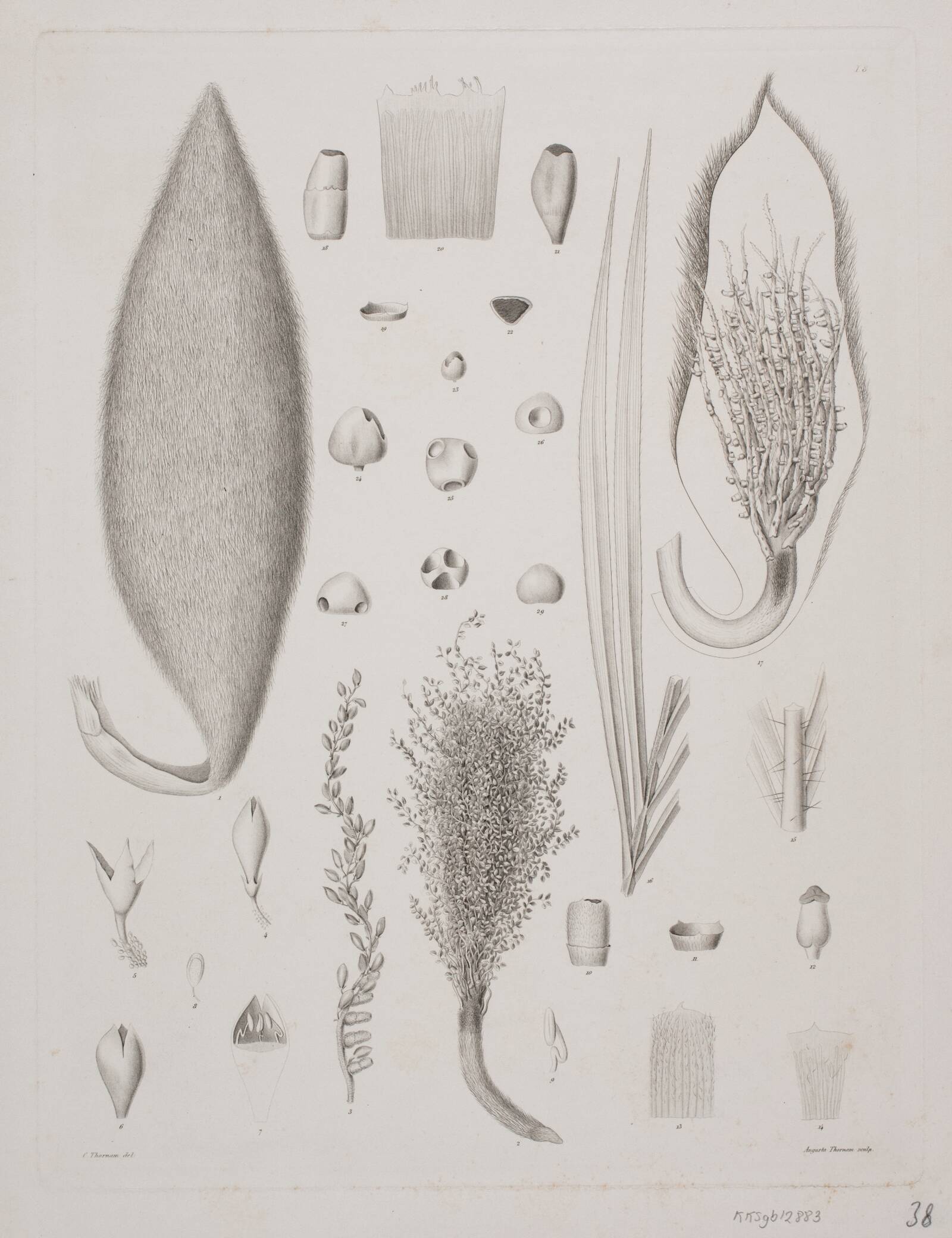 Botanisk radering, Augusta Thornam, 1850-1899