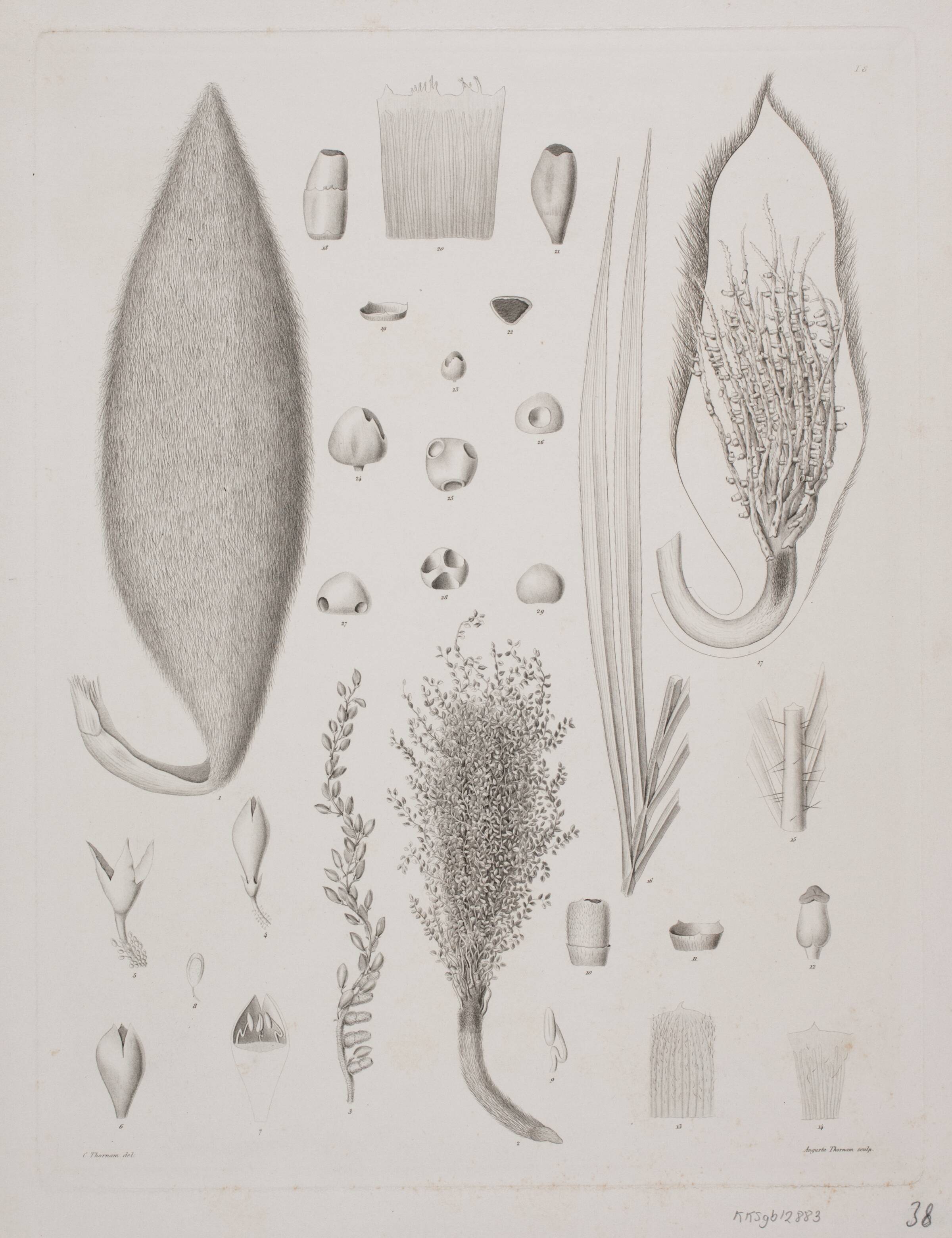 Botanisk radering, Augusta Thornam, 1850-1899