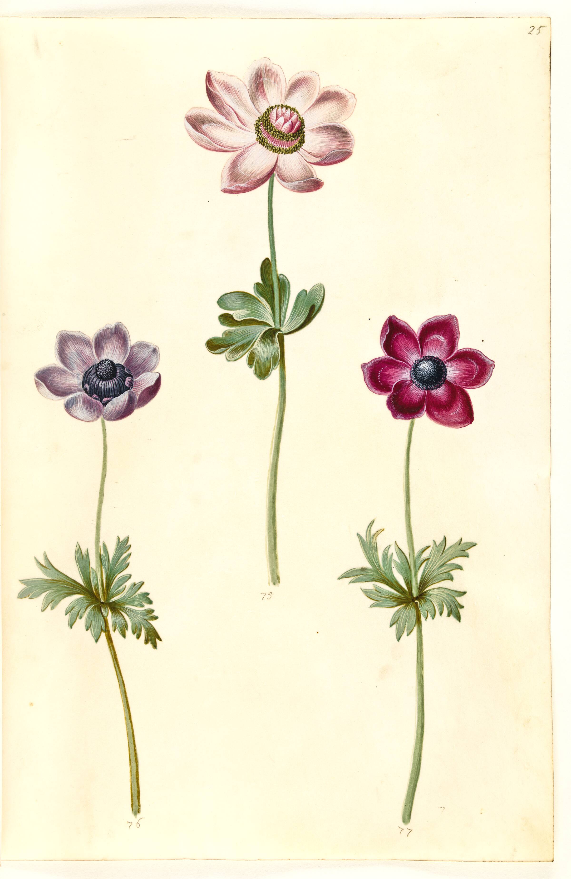 Anemone coronaria (fransk anemone), Hans Simon Holtzbecker, 1635-1664