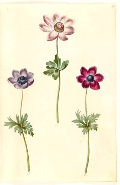 Anemone coronaria (fransk anemone)