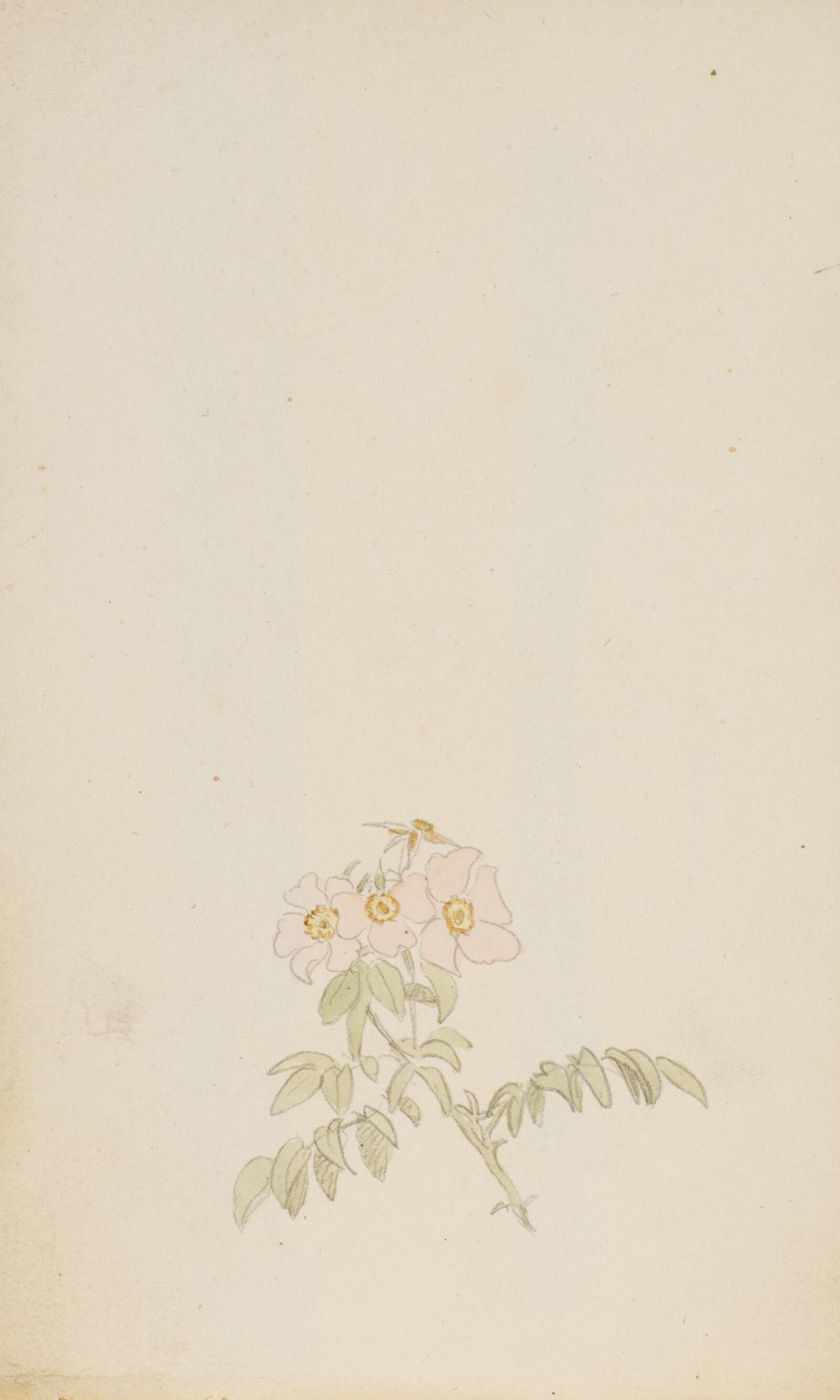 Studie af roser, P.C. Skovgaard, 1848