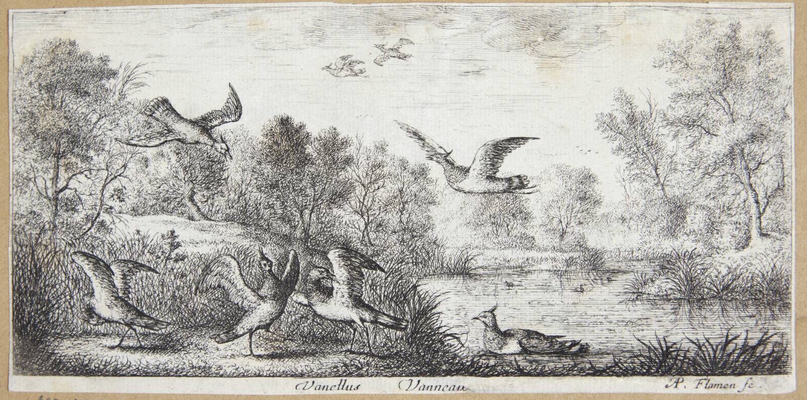 Viben (Vanellus), Albert Flamen, 1620-1669