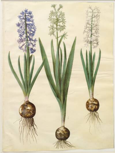 Hyacinthus orientalis (almindelig hyacint)