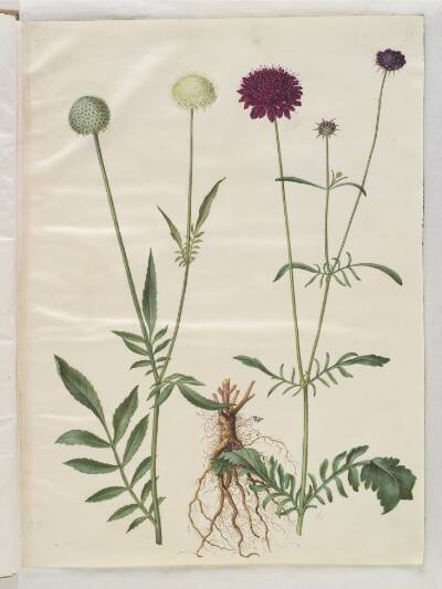 Cephalaria leucantha (hvid skælhoved); Scabiosa atropurpurea (enkeblomst)
