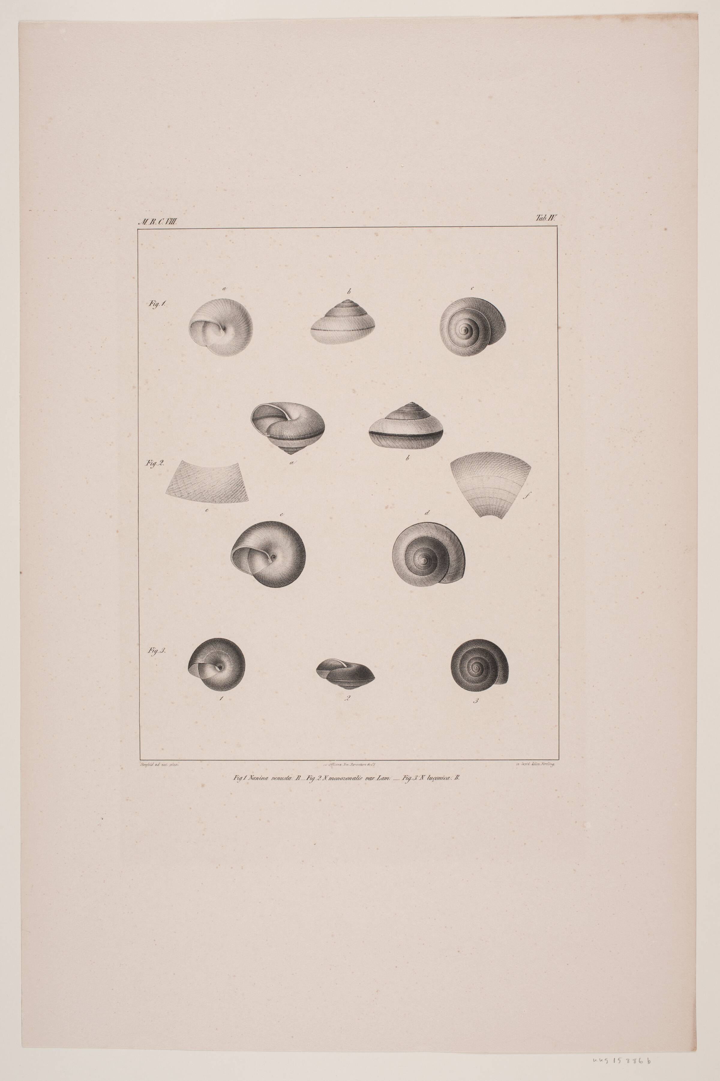 Christian VIII´s konkyliesamling, tavle IV, Edvard Fortling, 1837