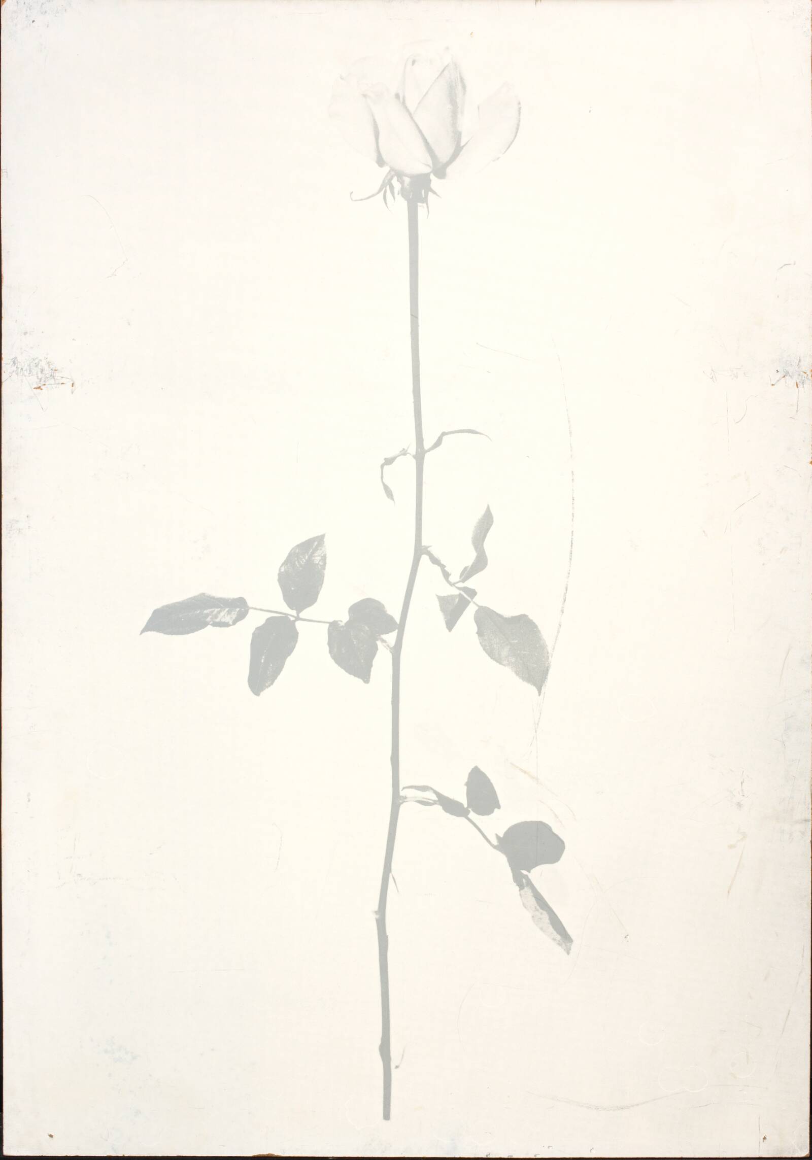1 original rose, John Davidsen, 1969