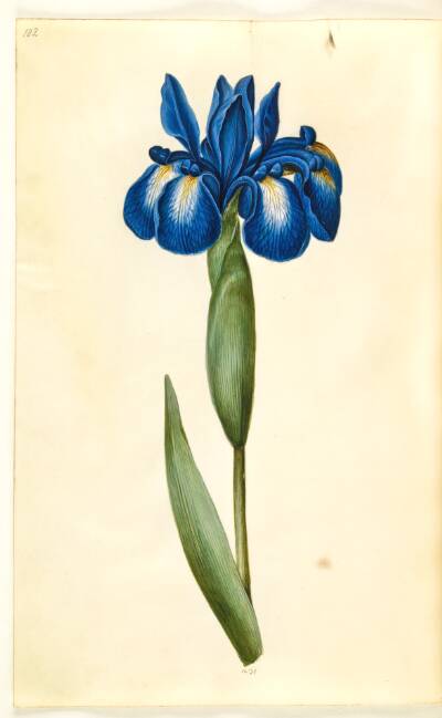 Iris latifolia (engelsk iris)