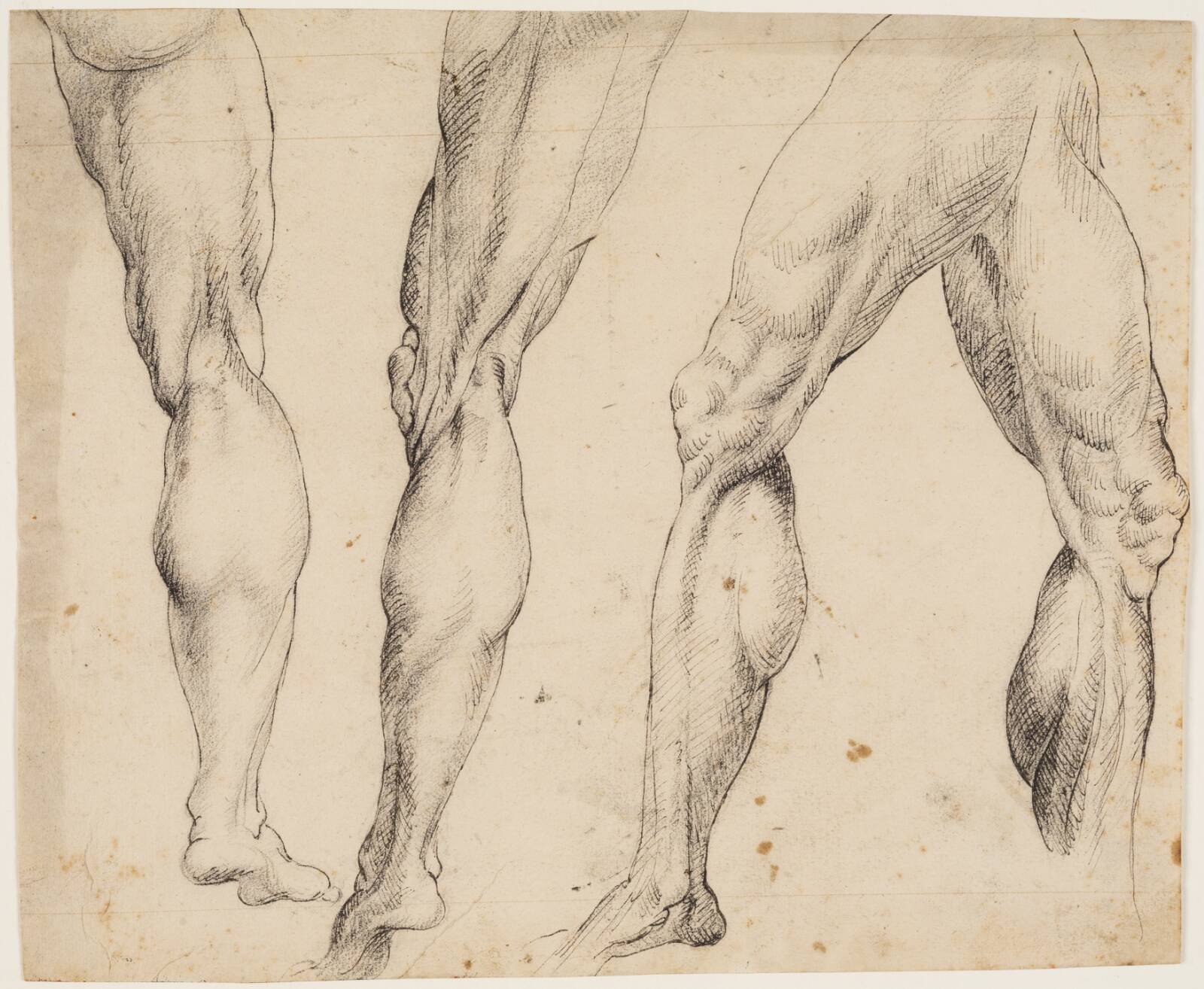 Ben. Anatomistudier, Ubekendt, 1550-1650