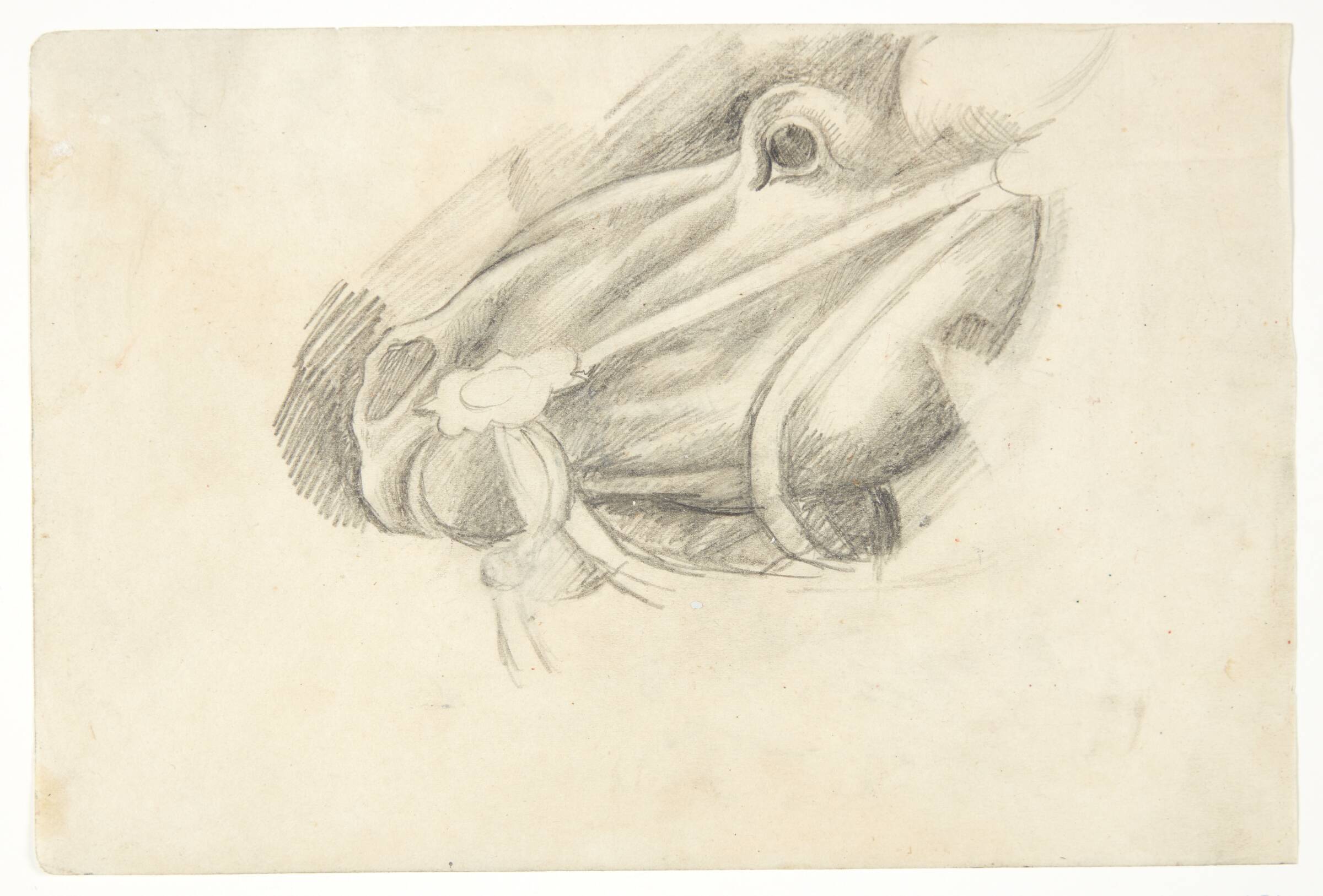 Liggende hestehoved. Kompositionsskitse til P. Uccellos "La Battaglia", William Scharff, 1901-1959