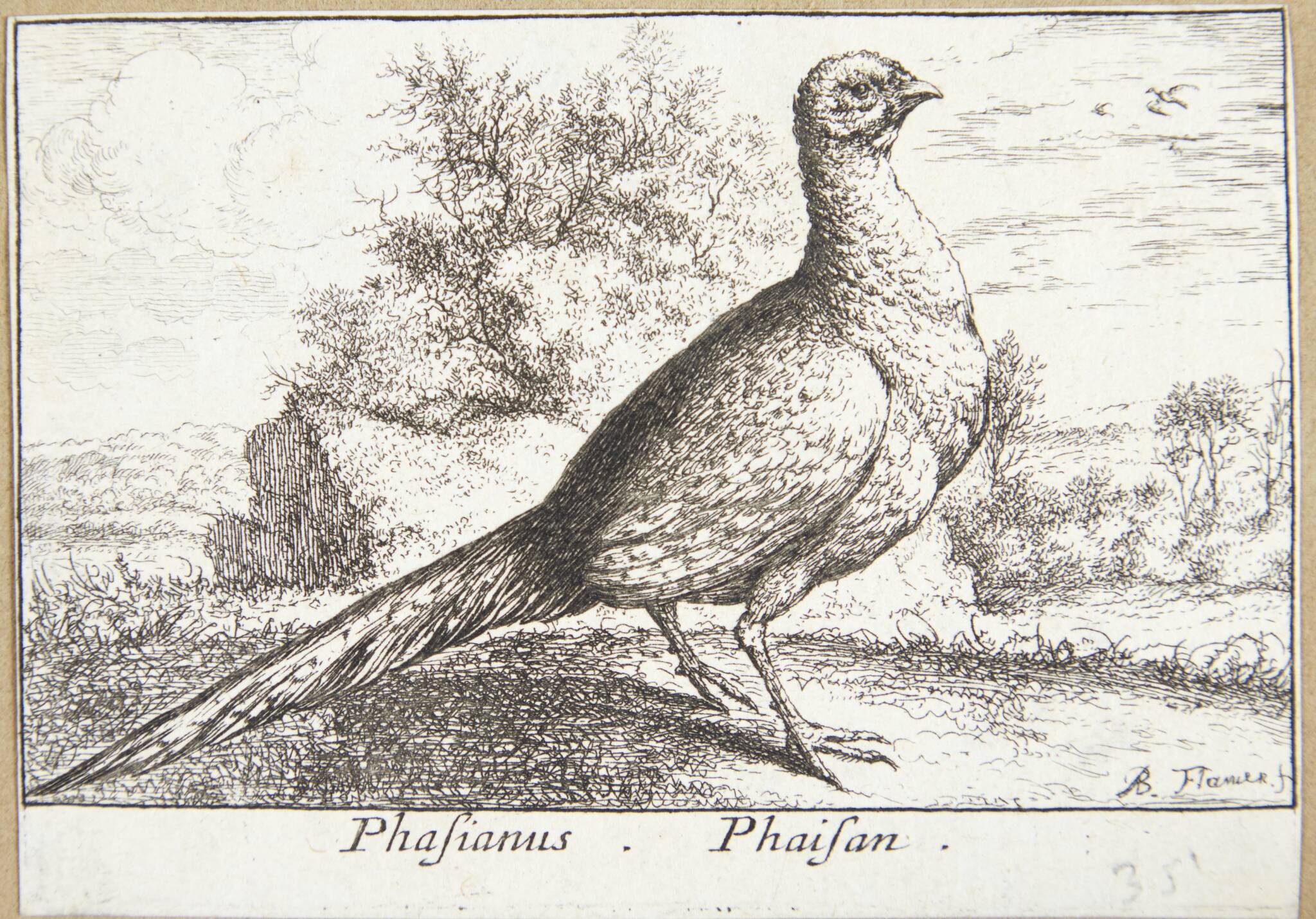 Fasanen (Phasianus)