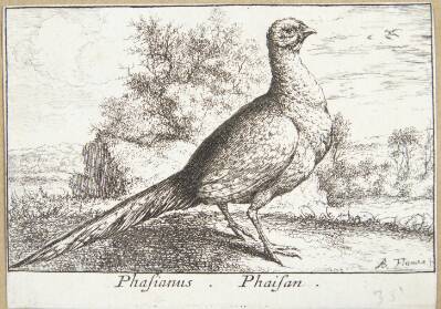 Fasanen (Phasianus)