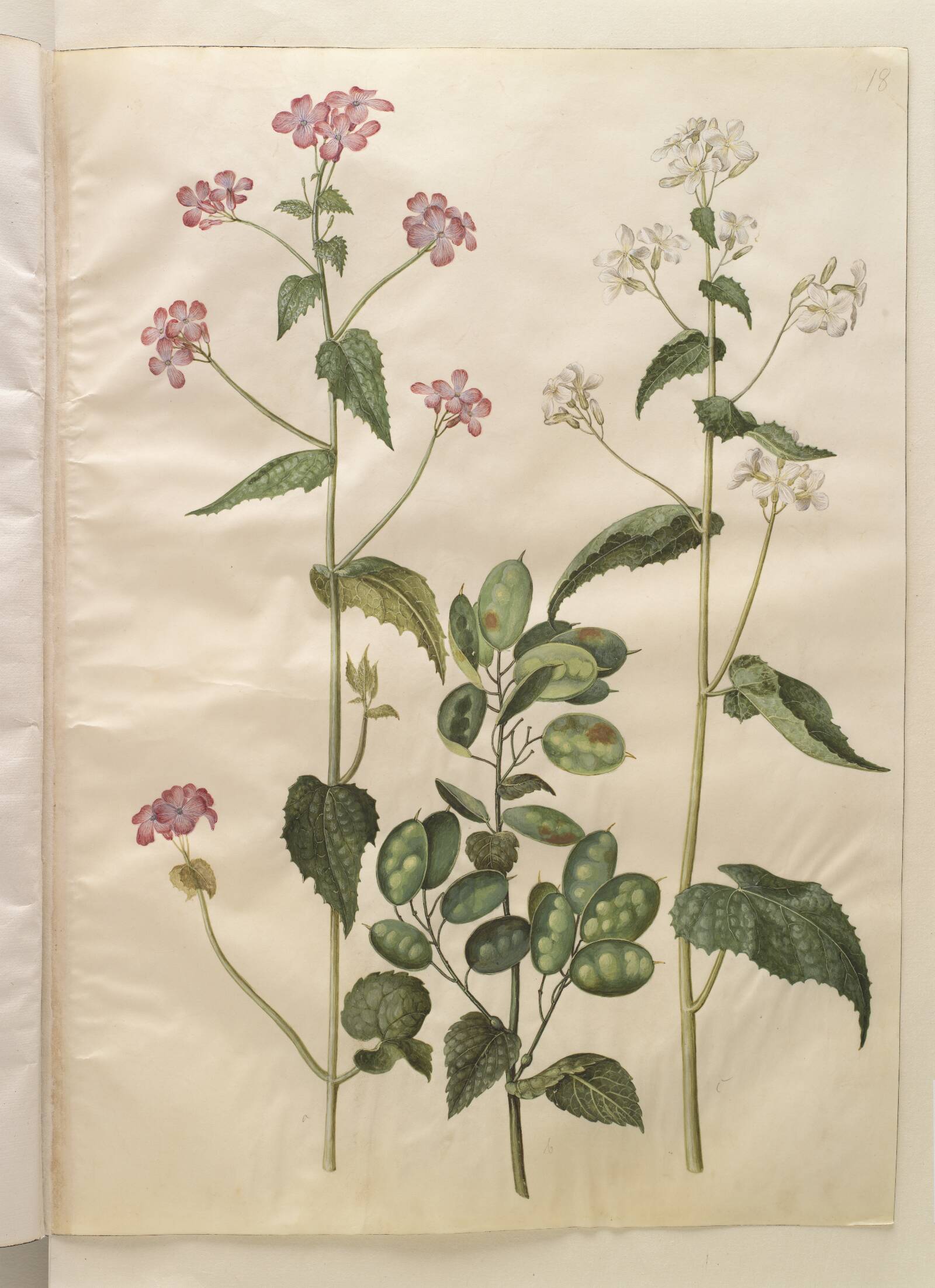 Lunaria annua (judaspenge), Hans Simon Holtzbecker, 1649-1659