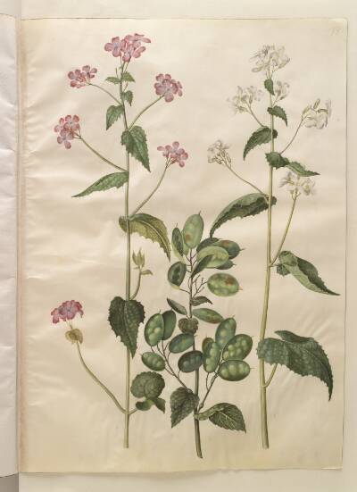 Lunaria annua (judaspenge)