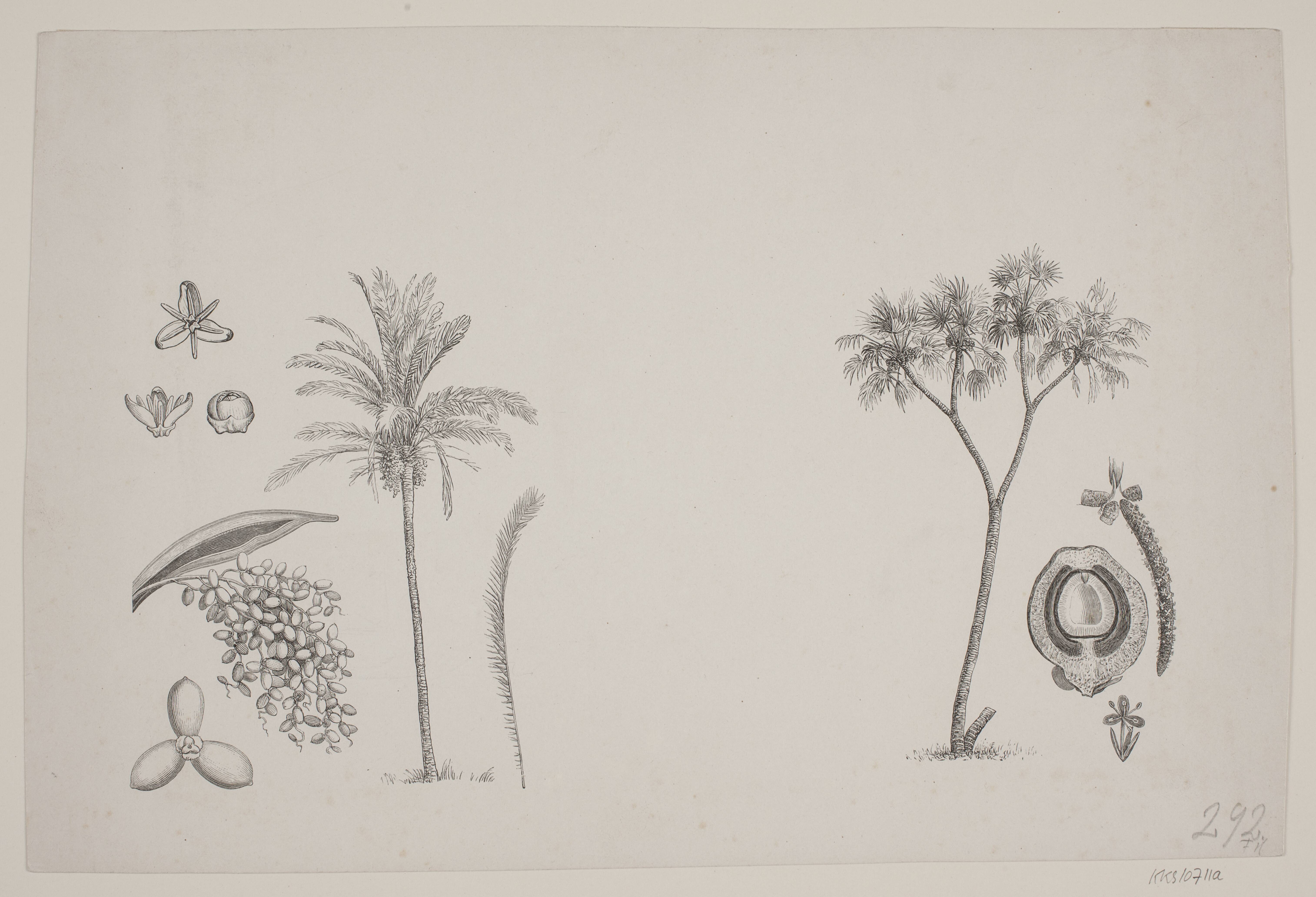 Botanisk blad fra Schouws skrifter