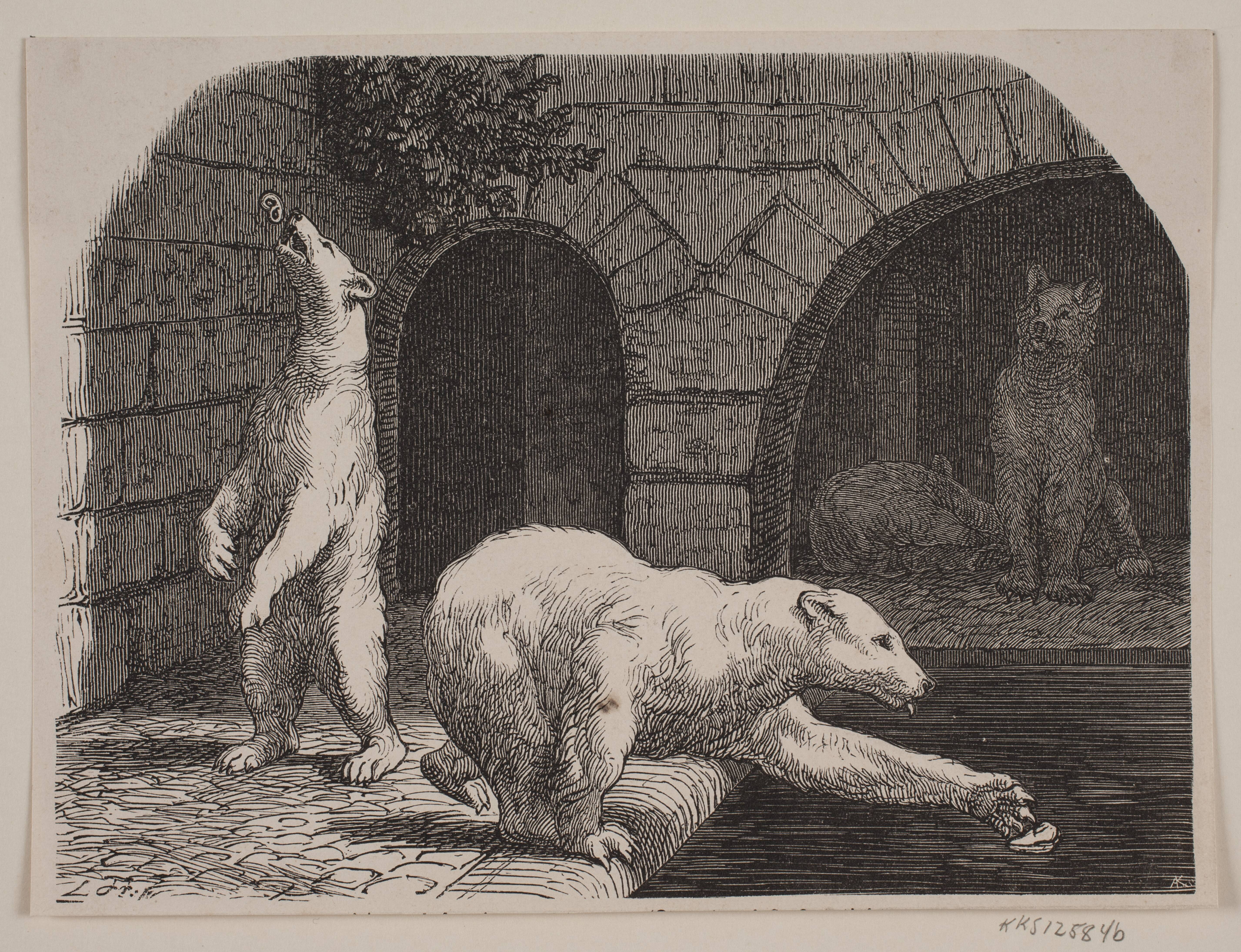 Bjørne i Jardin des Plantes