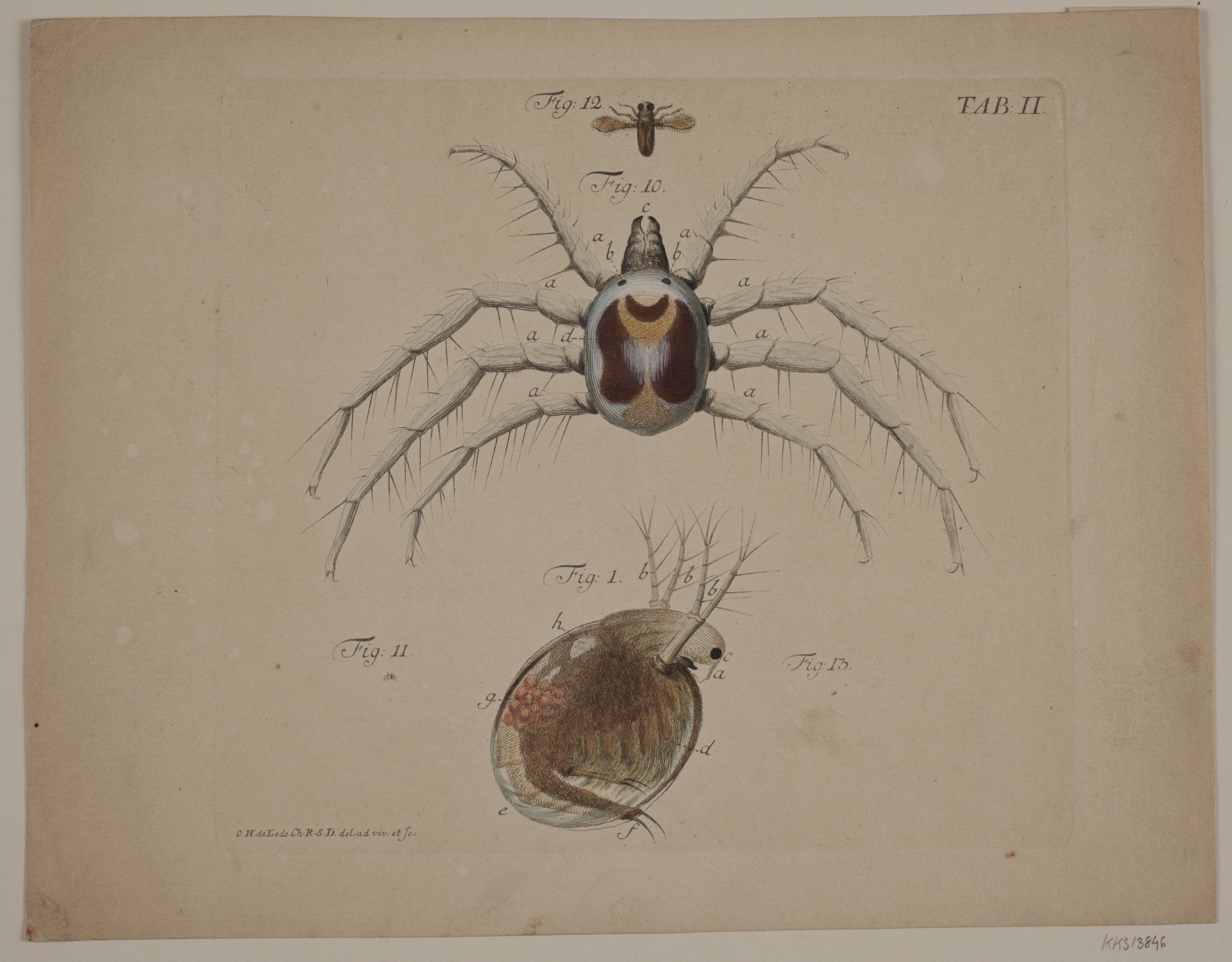 Insekter. Tavle II af zoologisk værk
