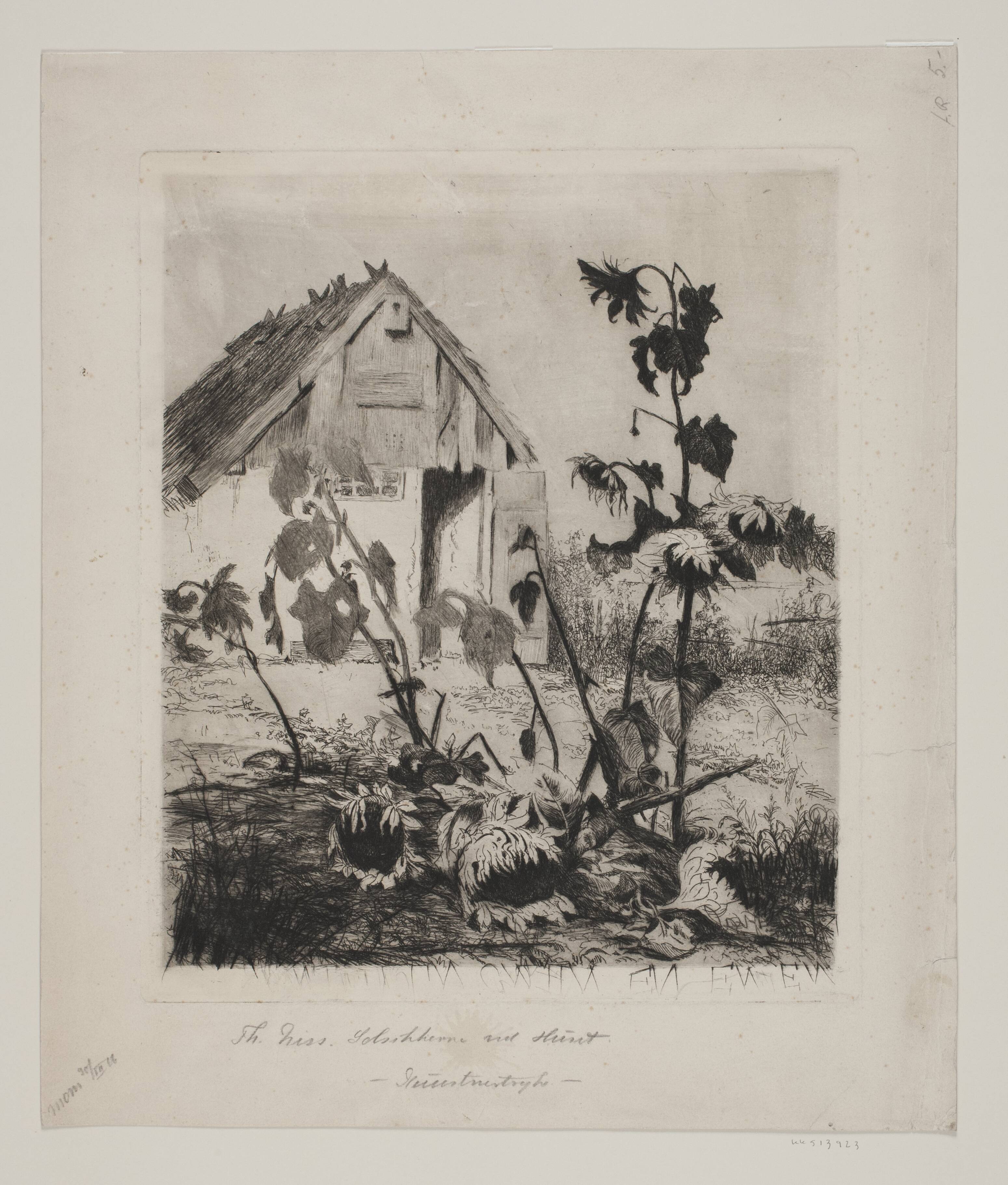Solsikkerne ved huset