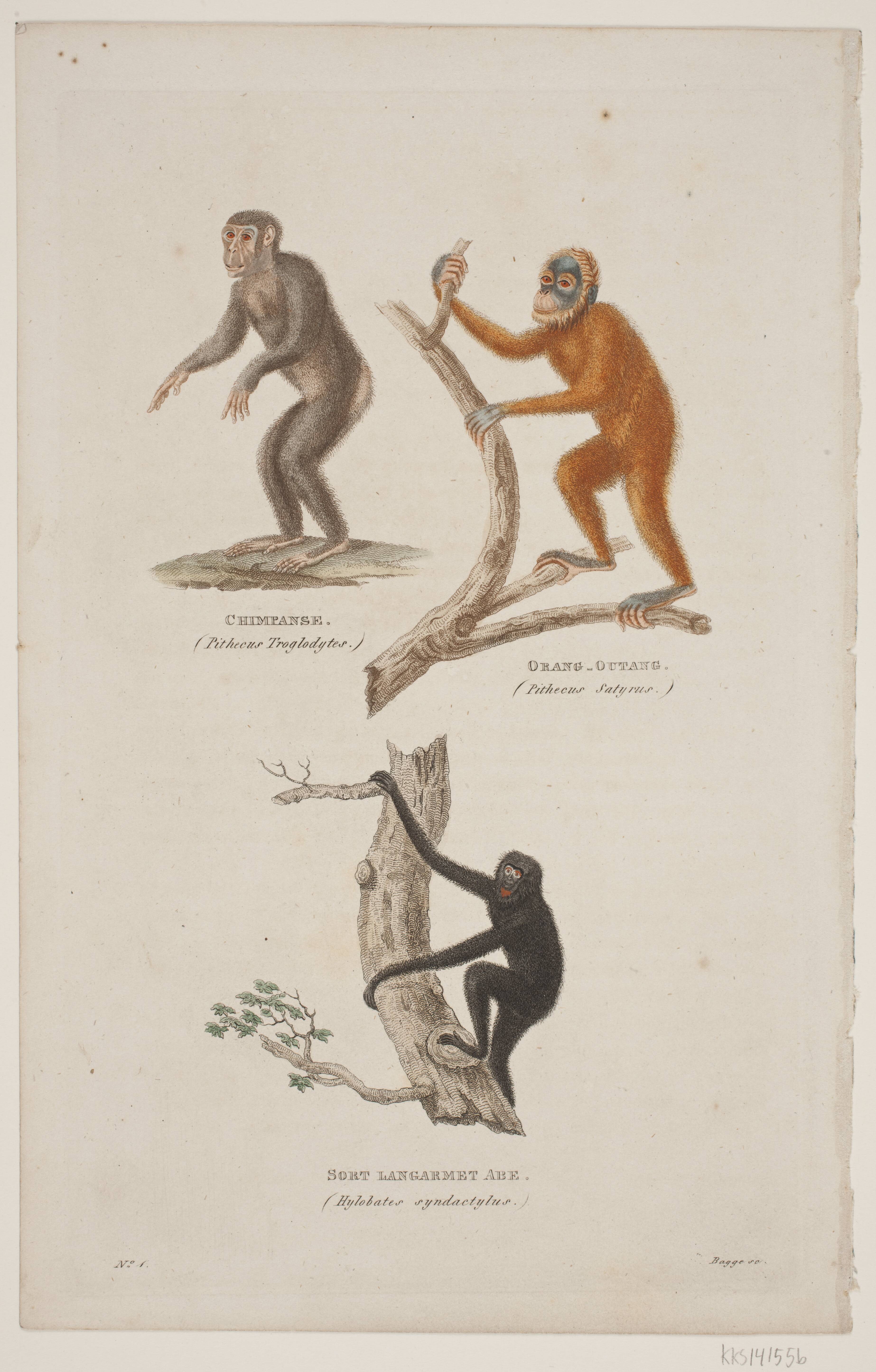 Illustration med aber: Chimpanse, orangutang og sort langarmet abe