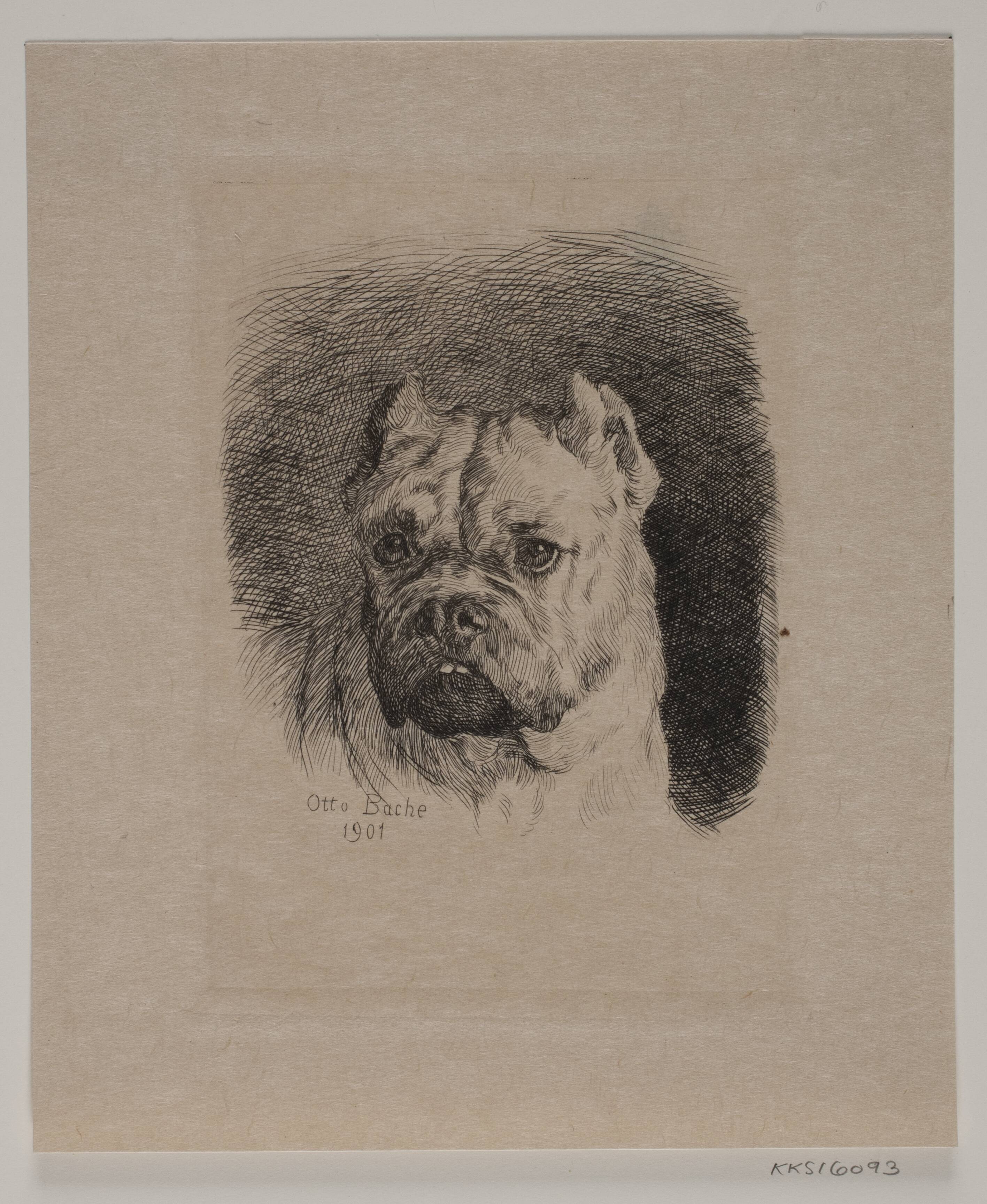 Et hundehoved