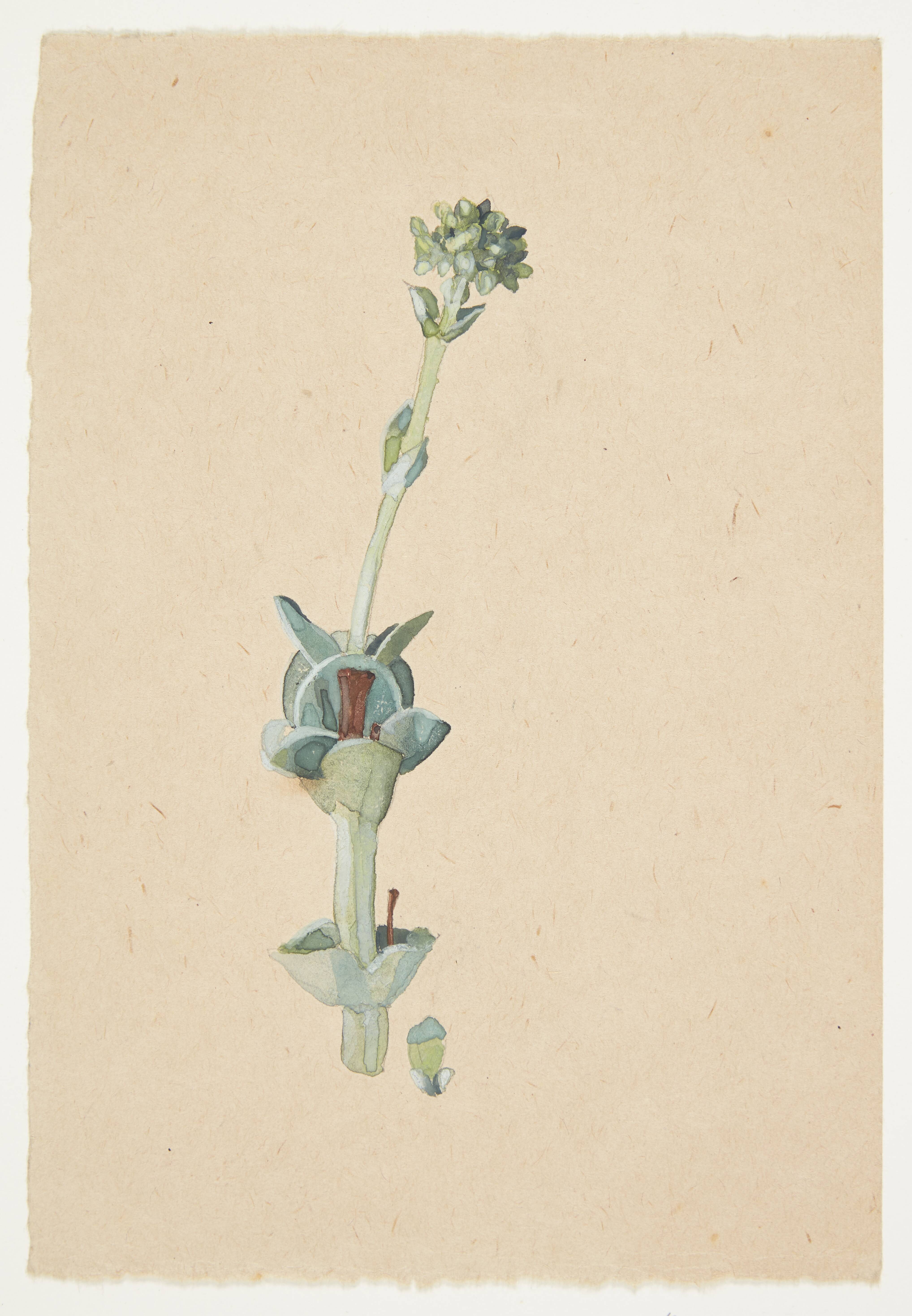 Studie af en blomst