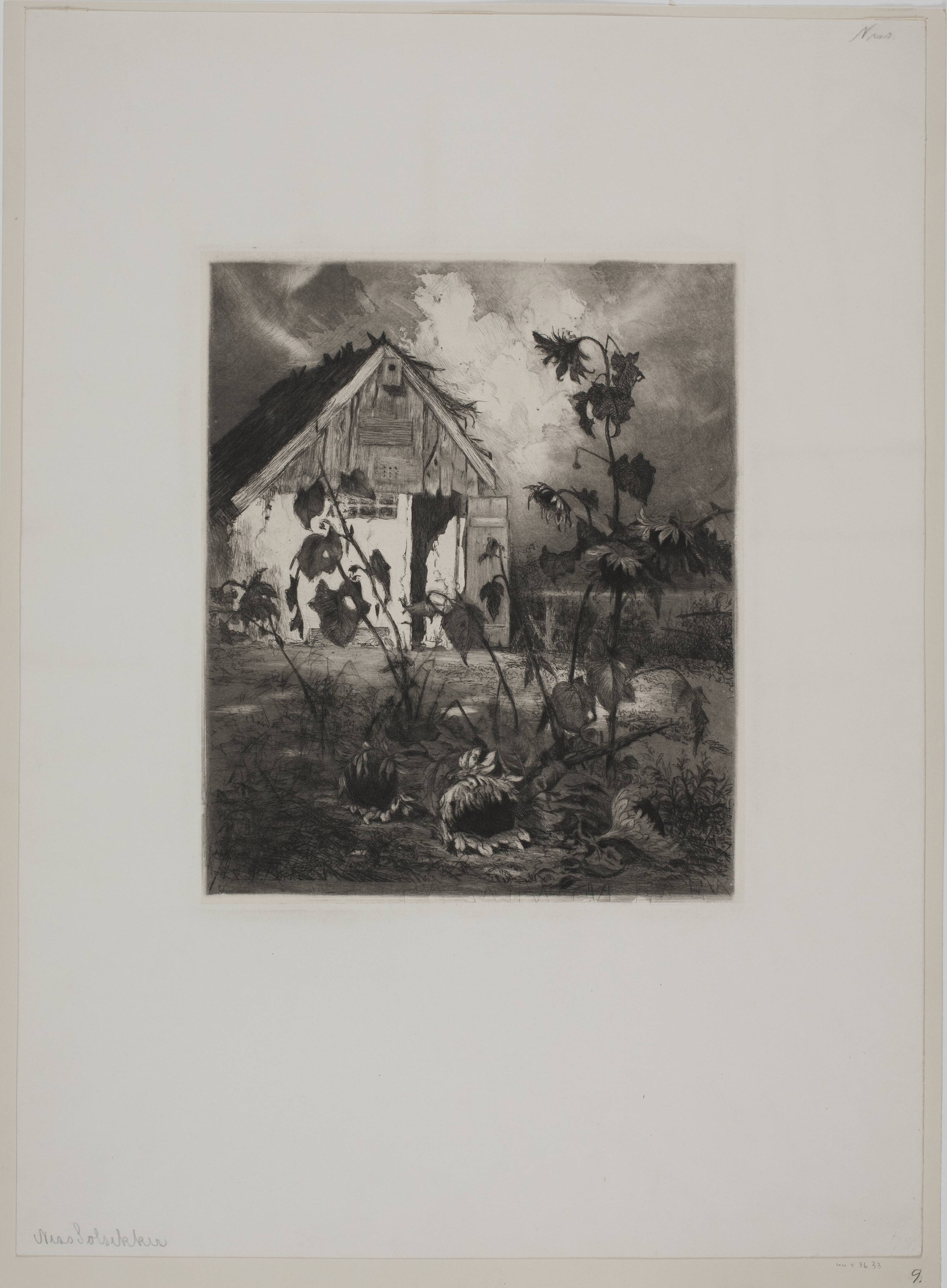 Solsikkerne ved huset
