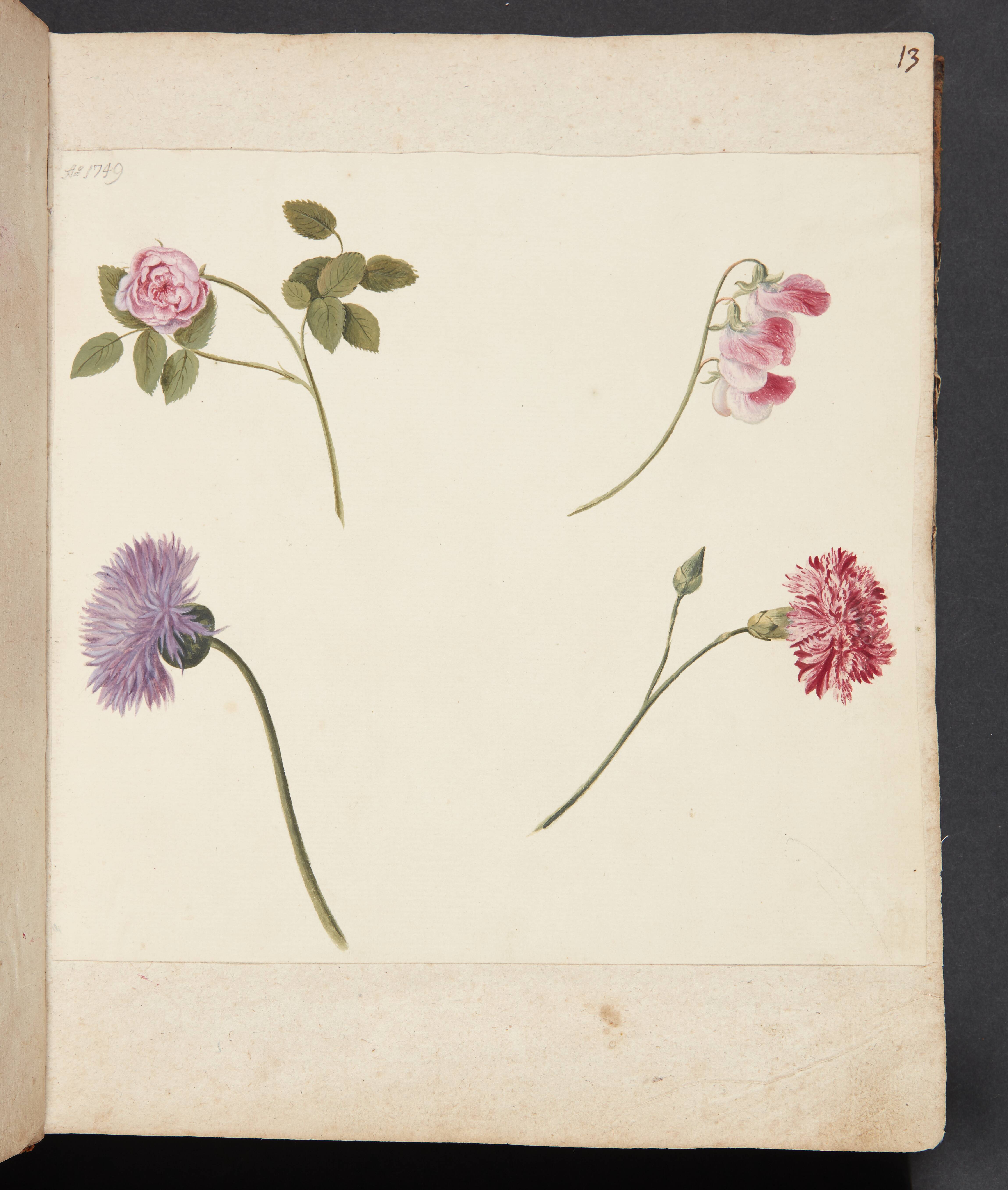 Studie af blomster