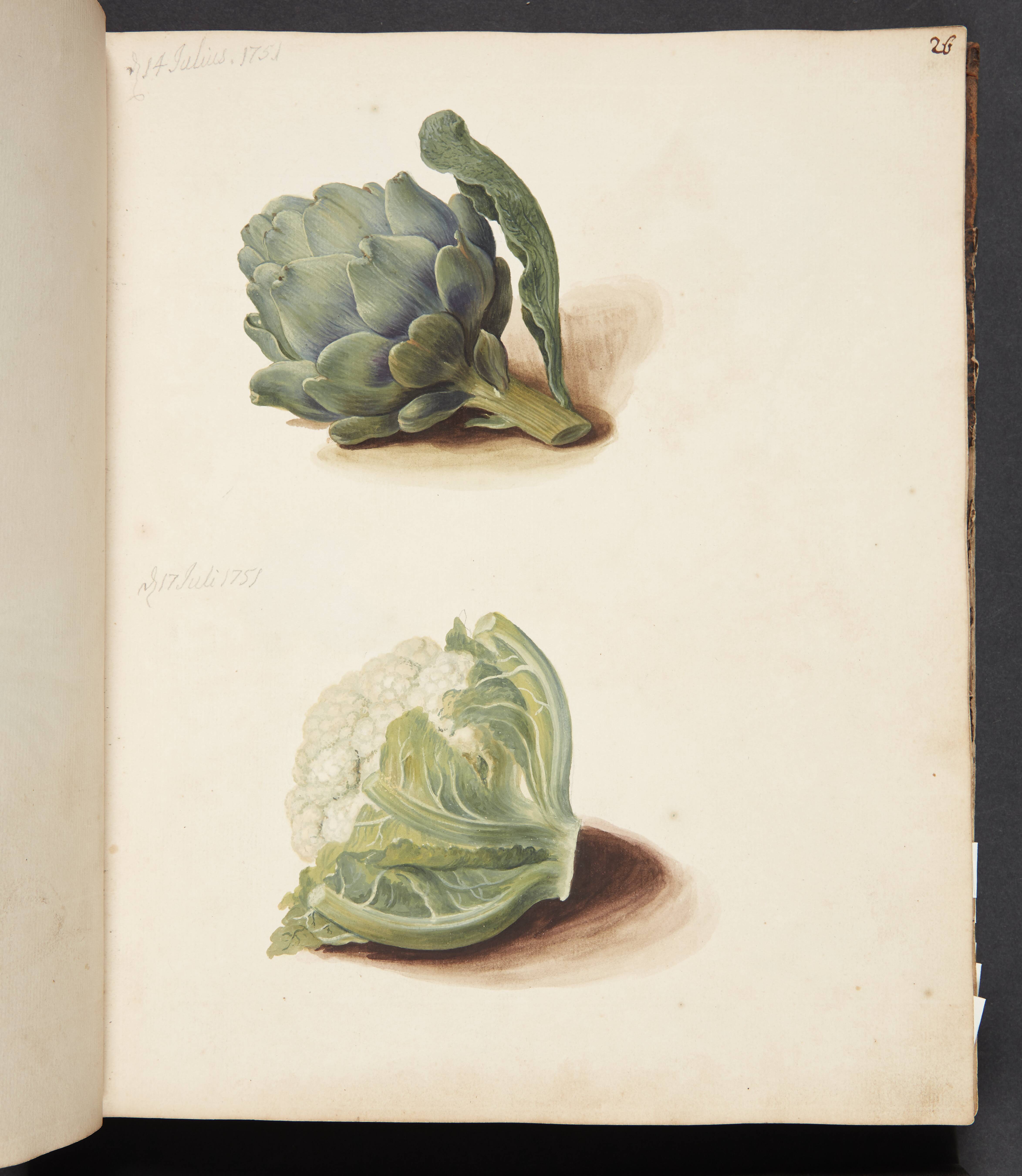 Studie af artiskok og blomkålshoved