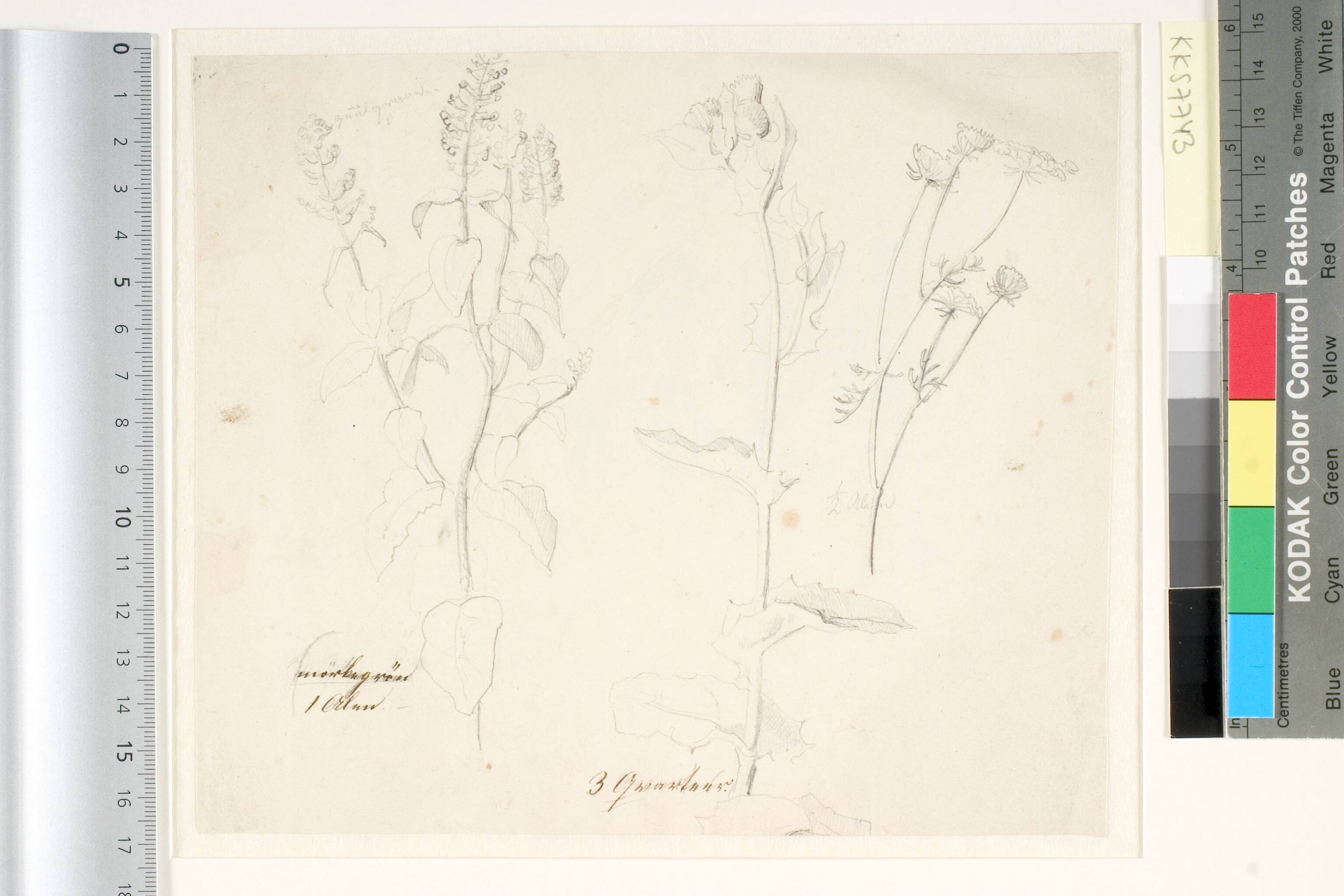 Plantestudier