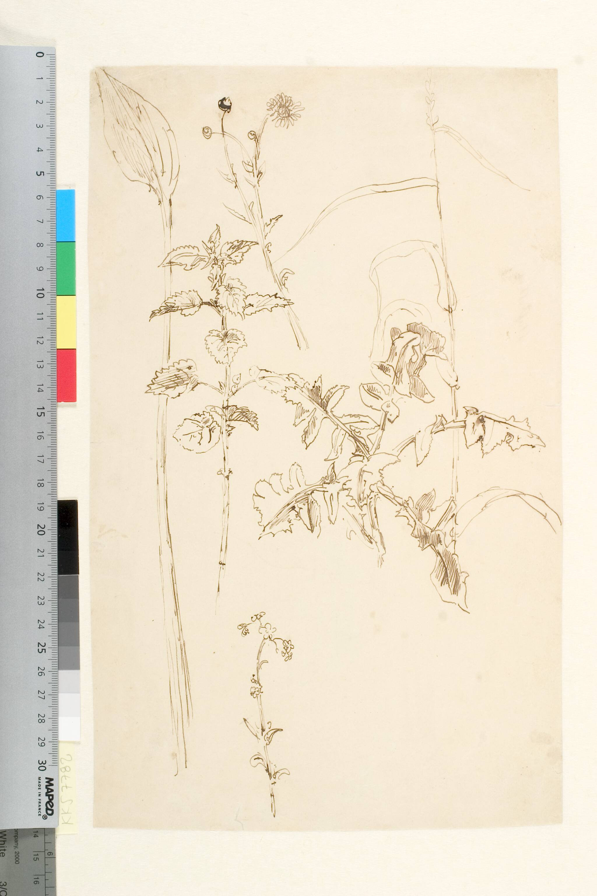 Plantestudier