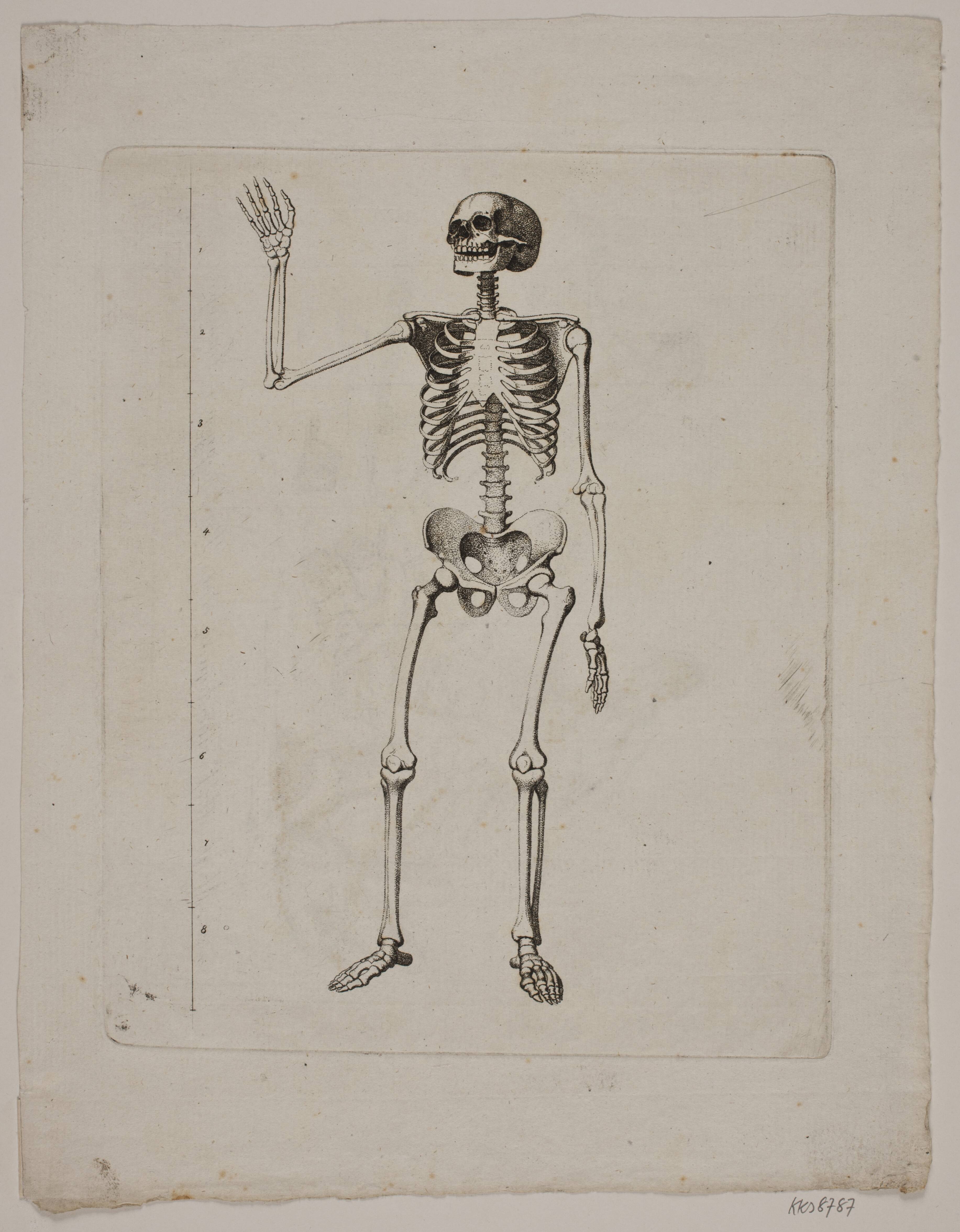 Skelet