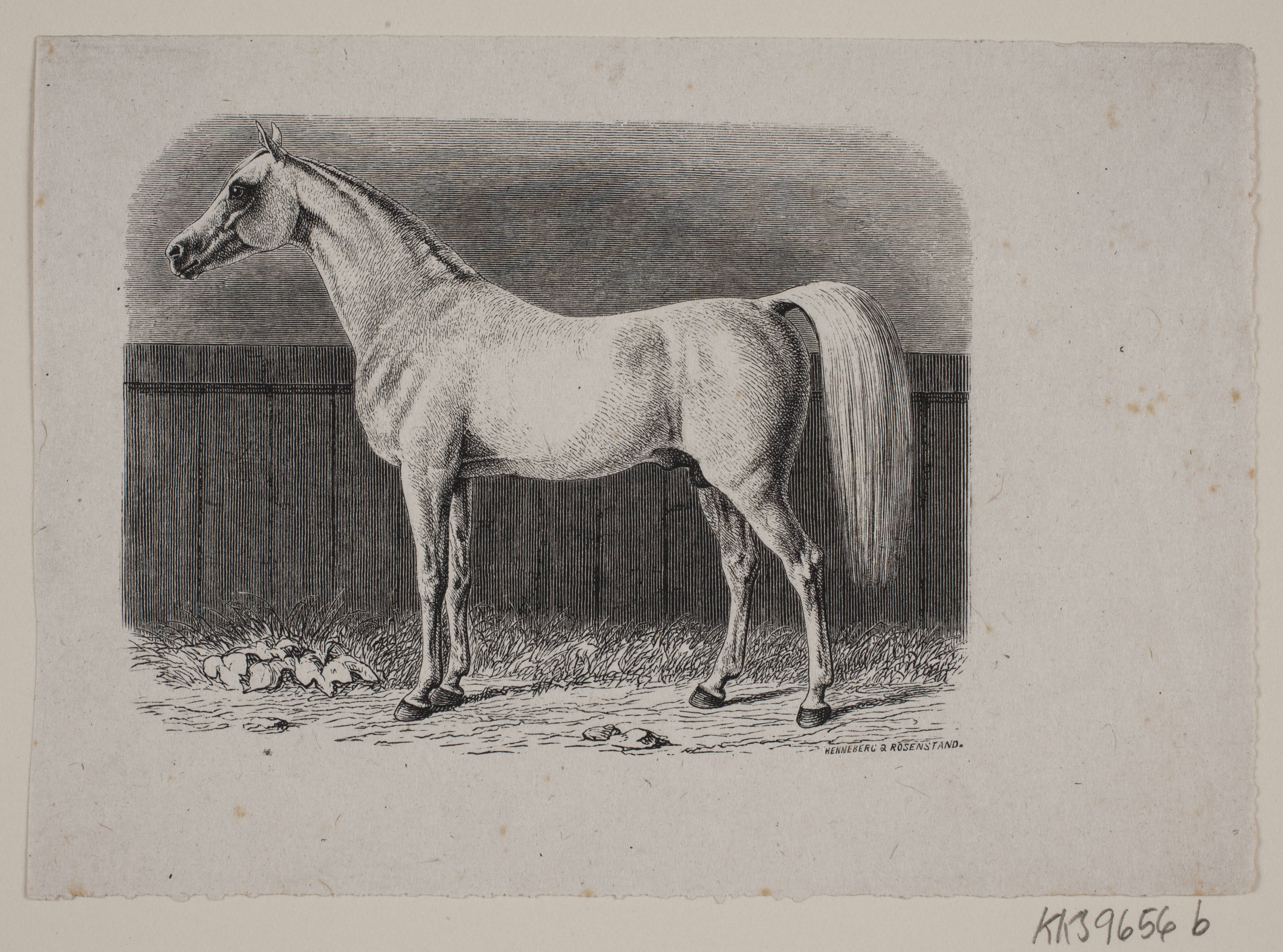En hest